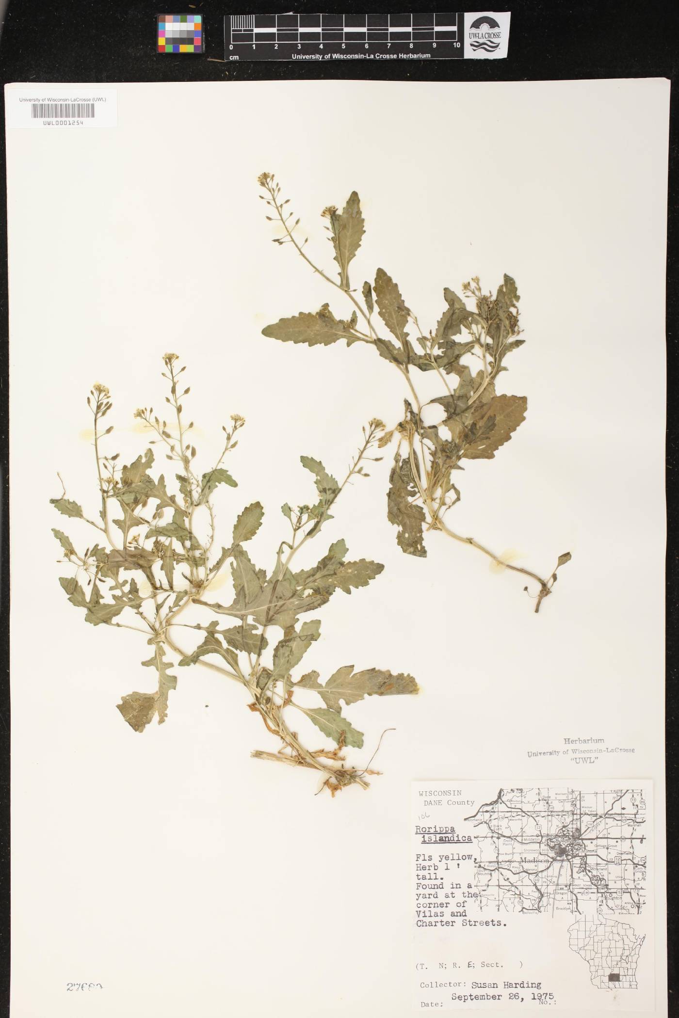 Rorippa palustris image