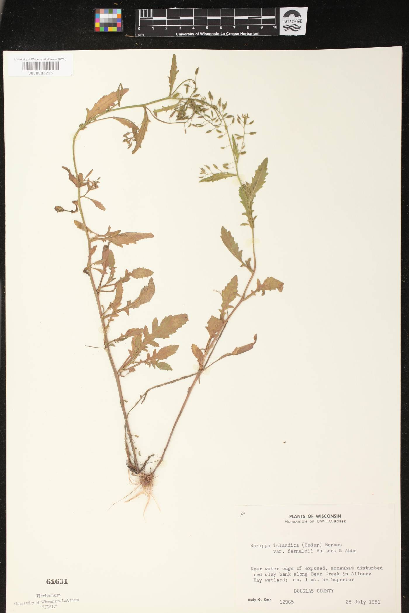 Rorippa palustris image
