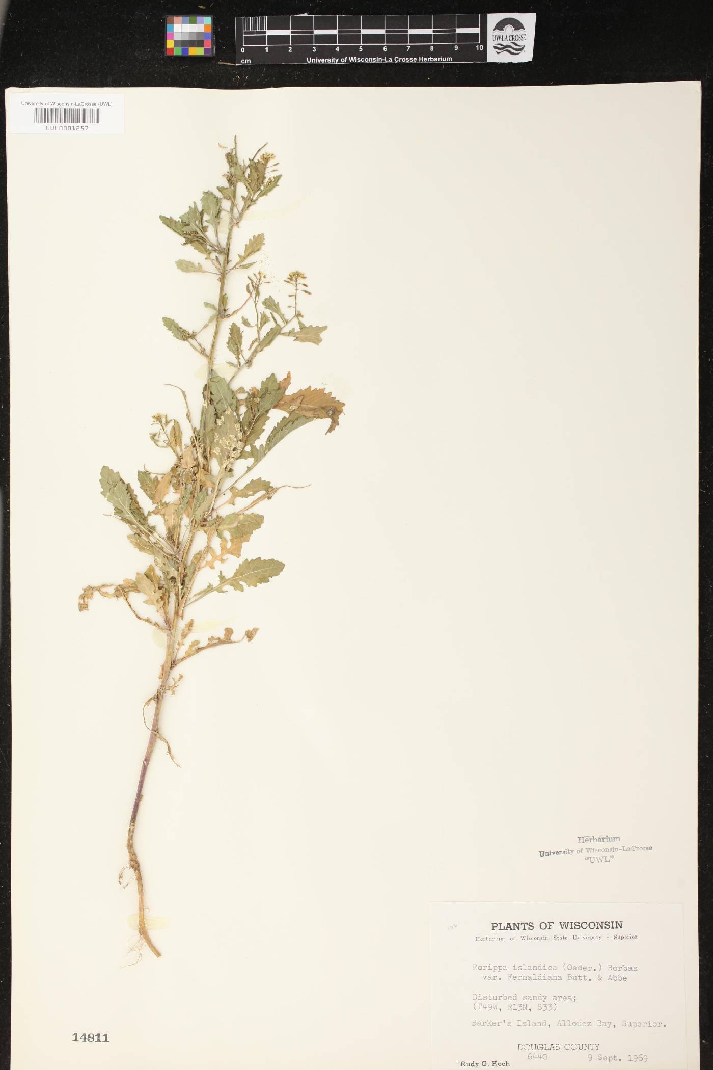 Rorippa palustris image