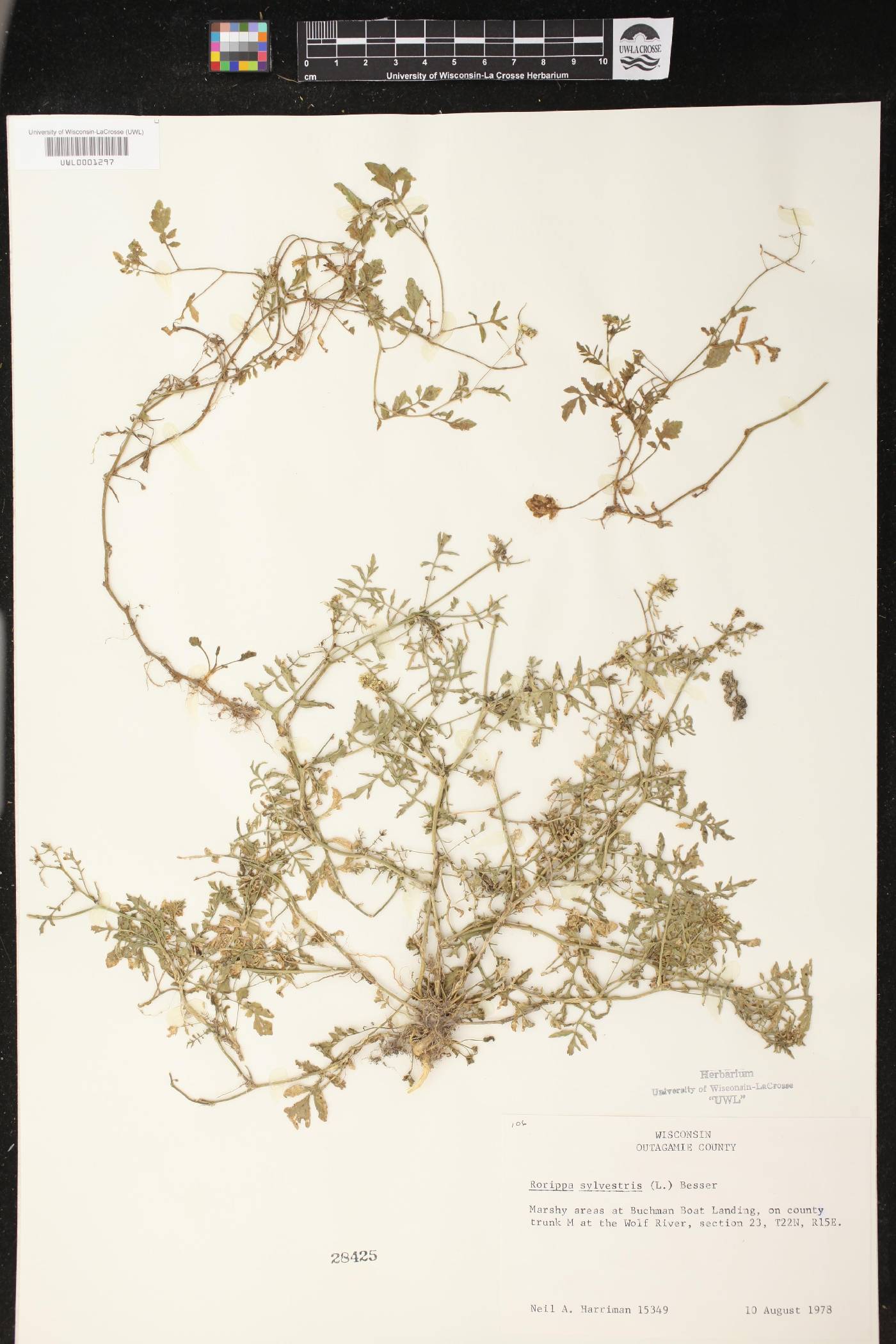 Rorippa sylvestris image