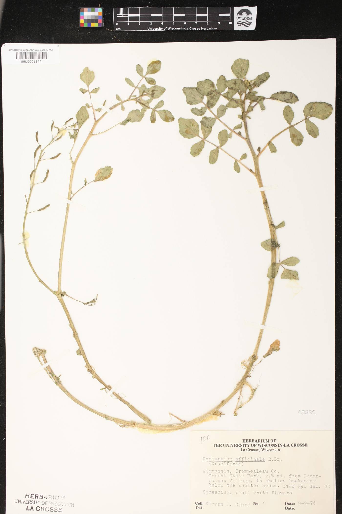 Nasturtium officinale image