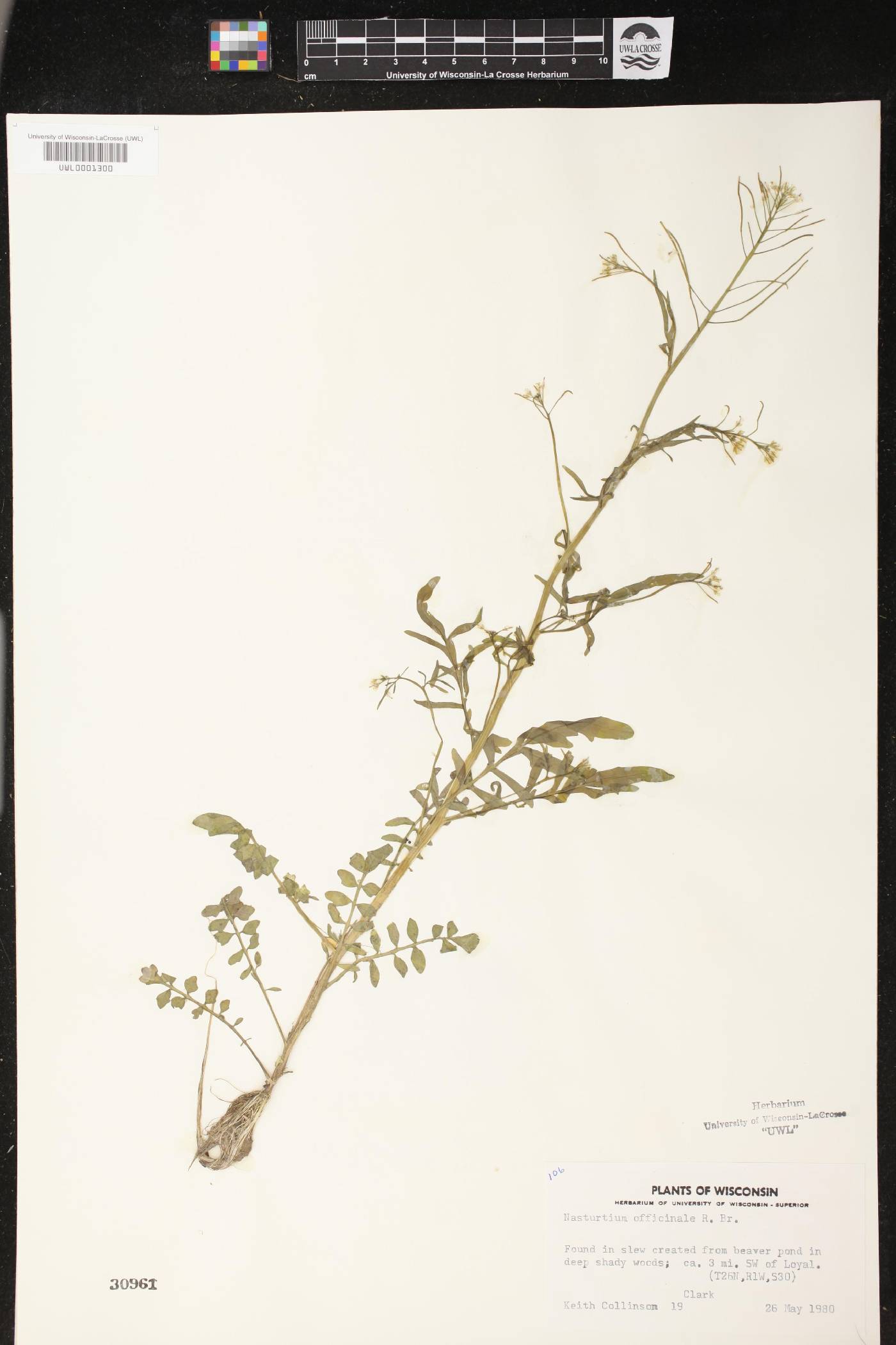 Nasturtium officinale image