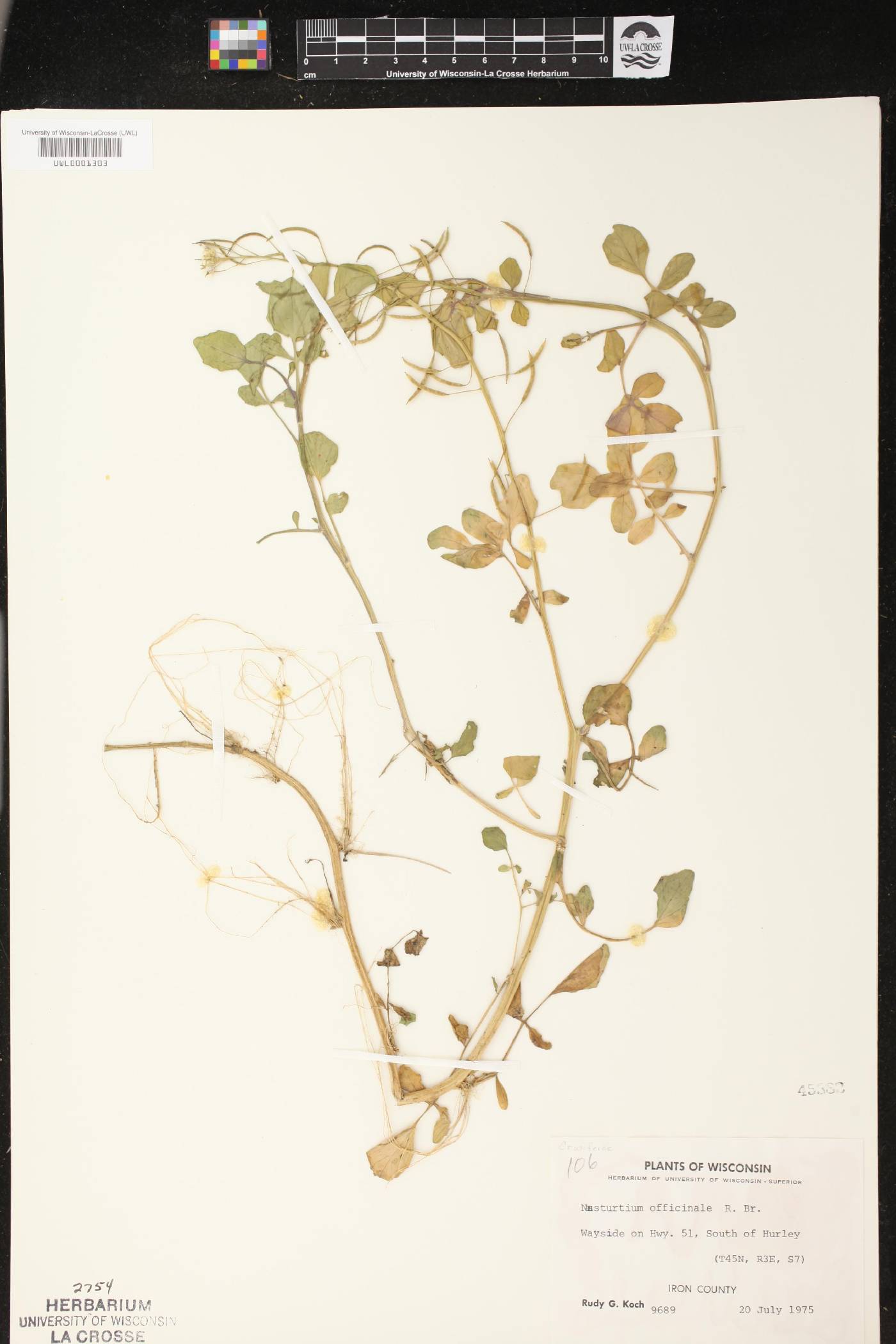 Nasturtium officinale image