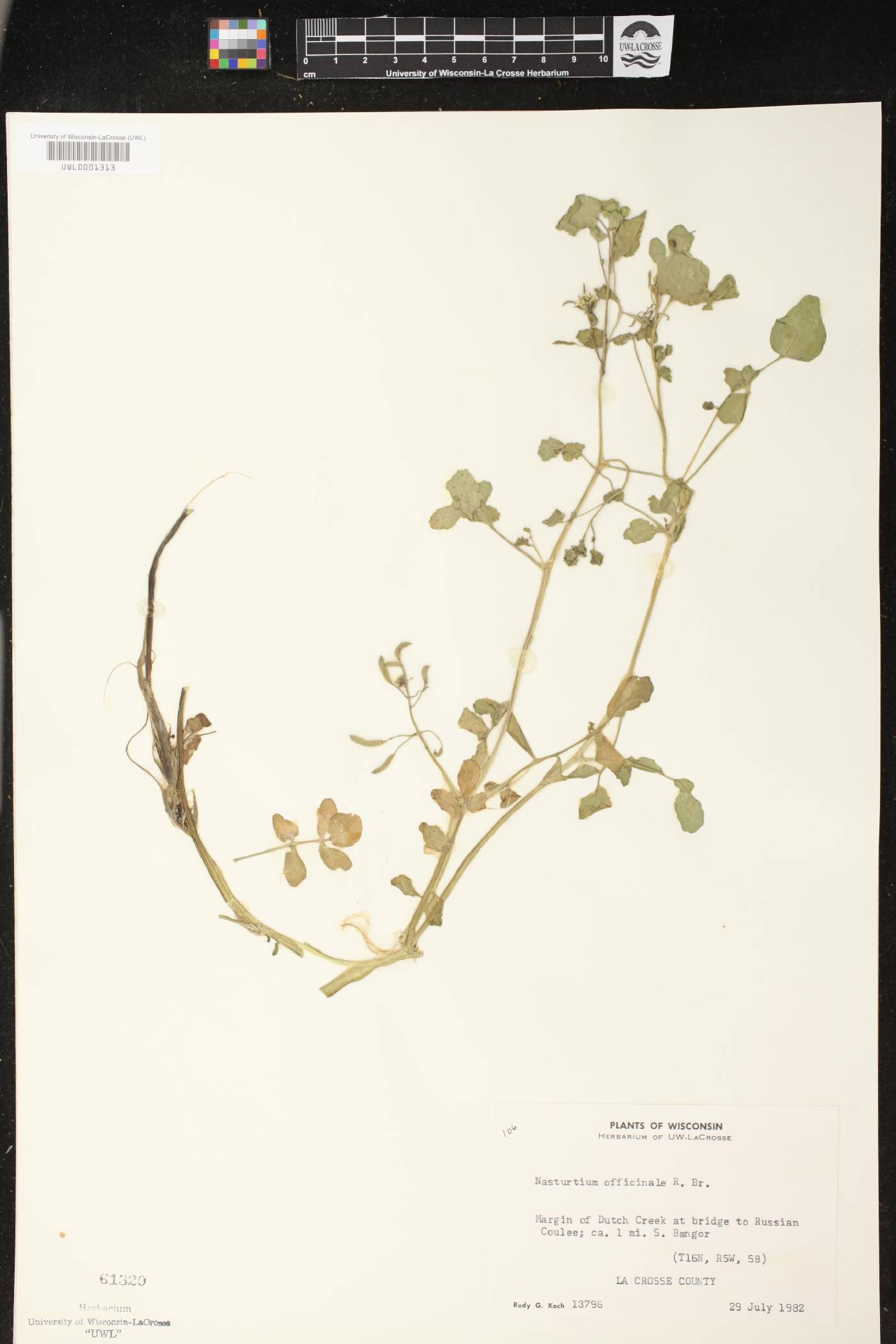 Nasturtium officinale image
