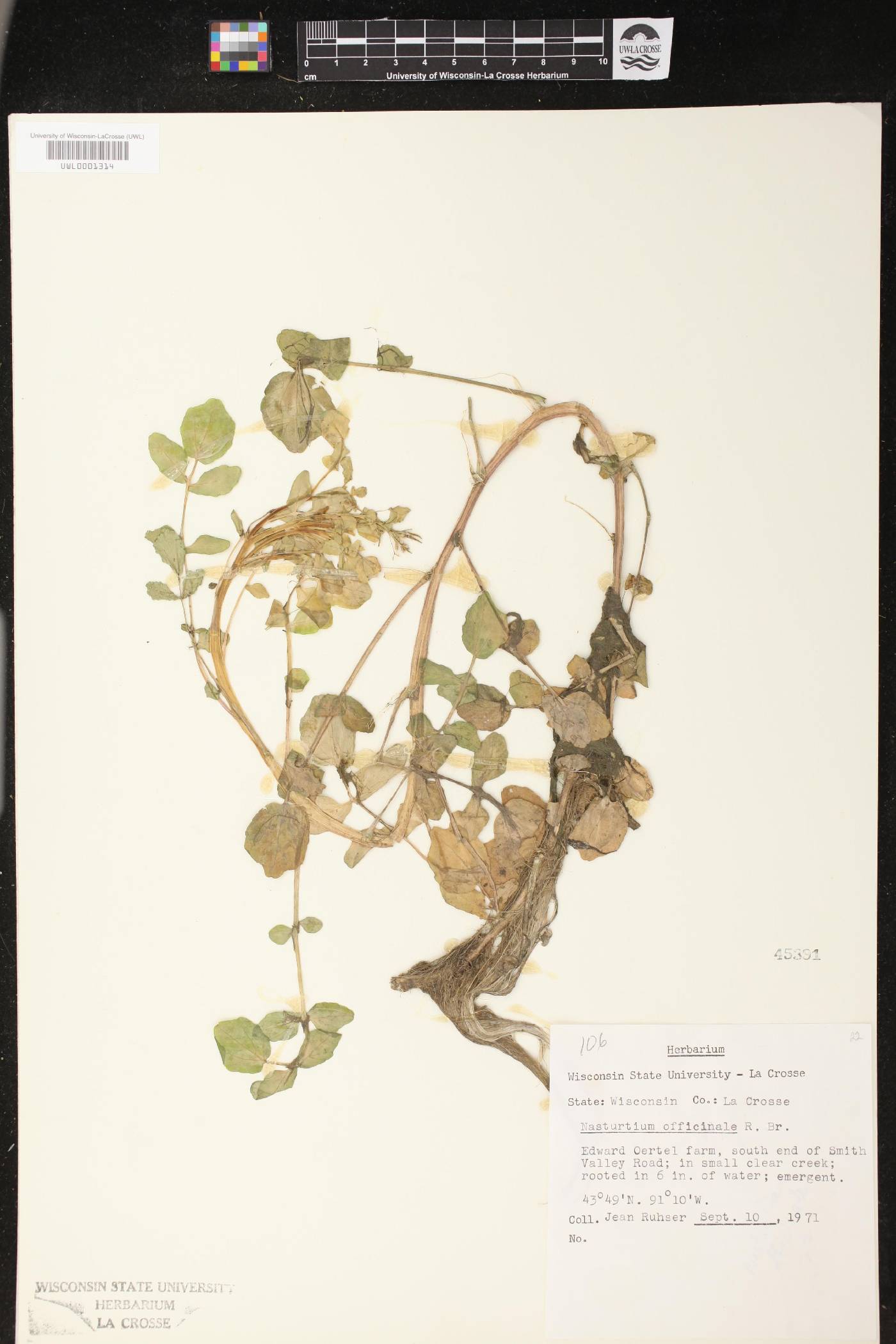 Nasturtium officinale image