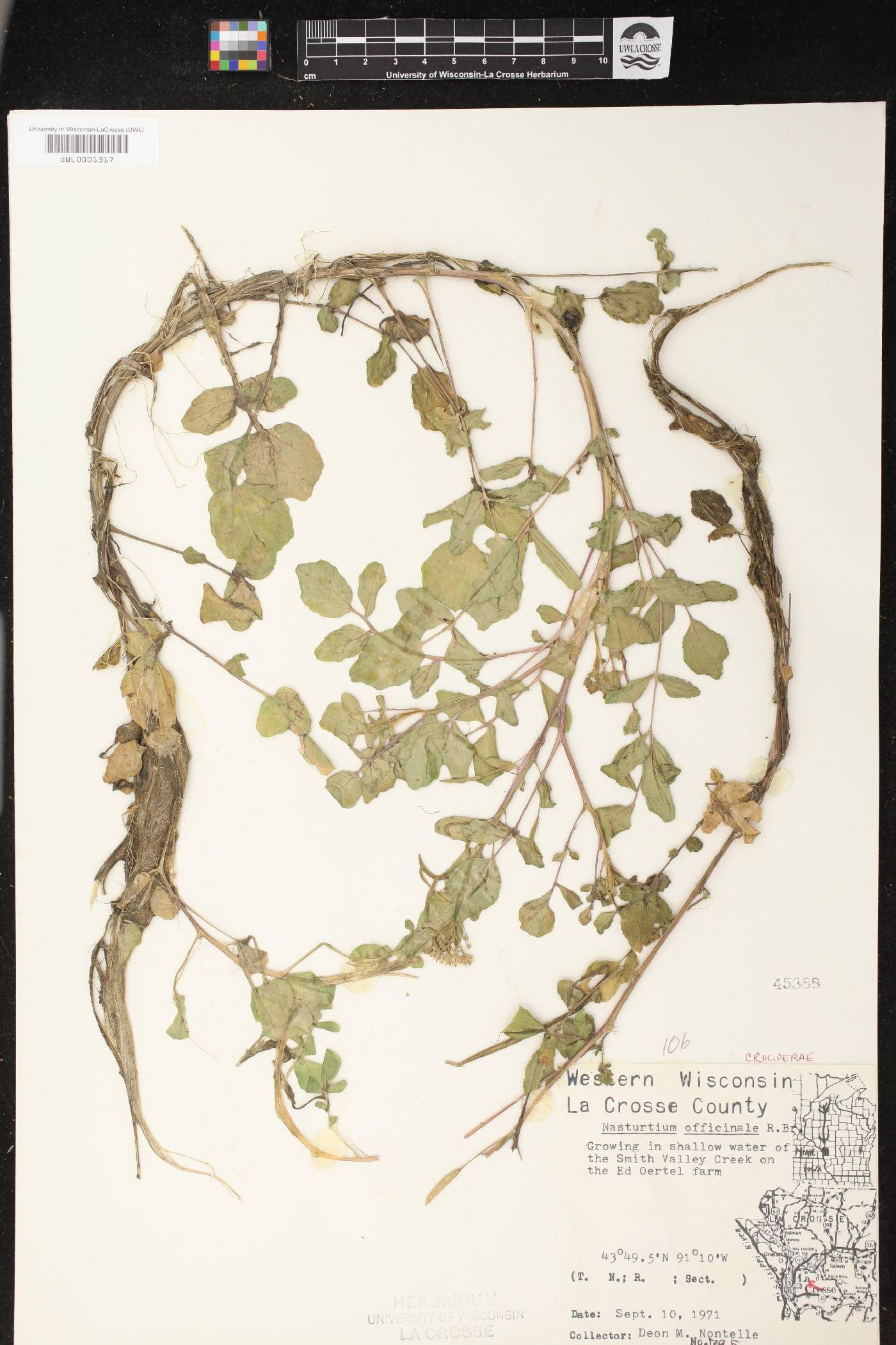 Nasturtium officinale image