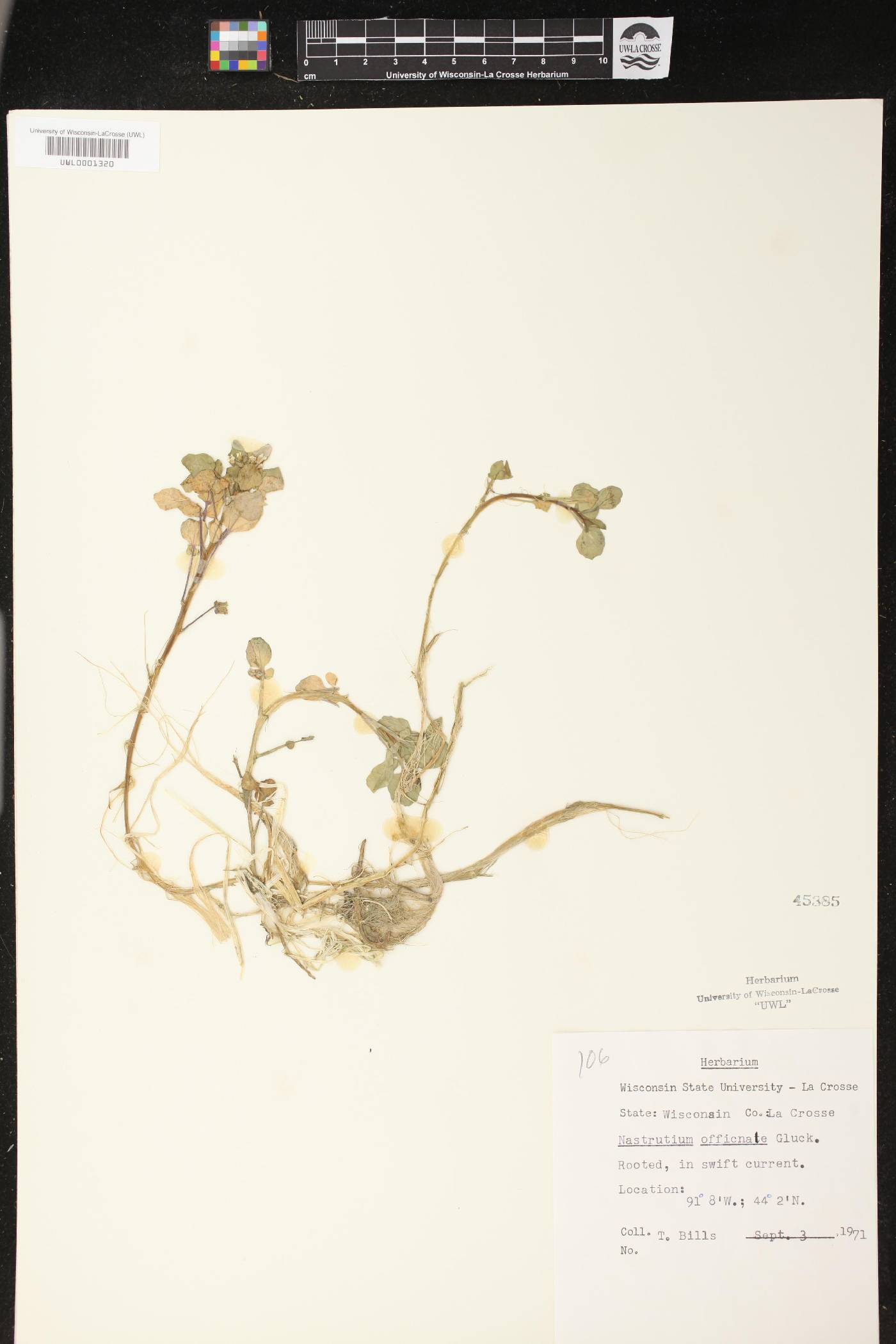 Nasturtium officinale image
