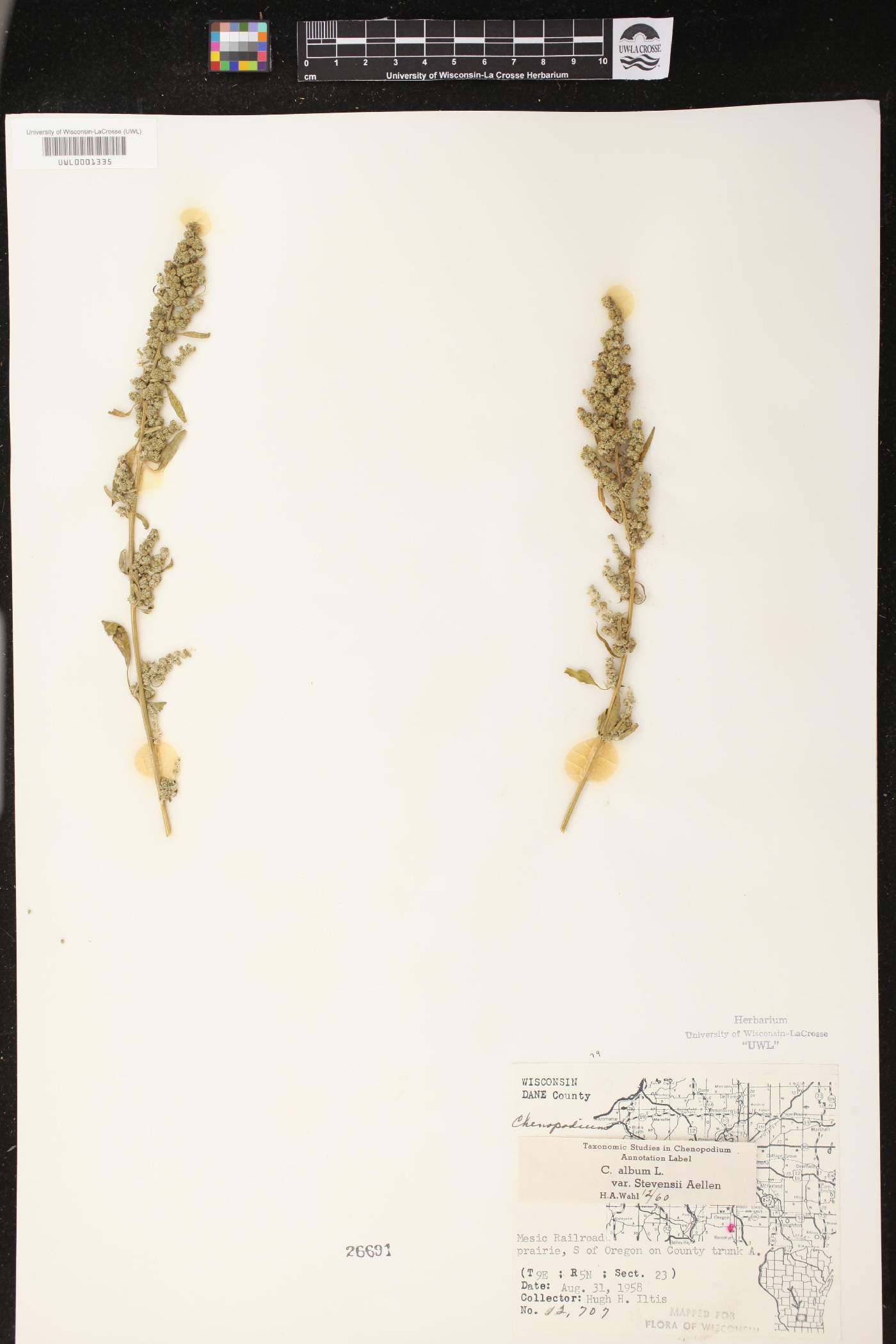 Chenopodium album image