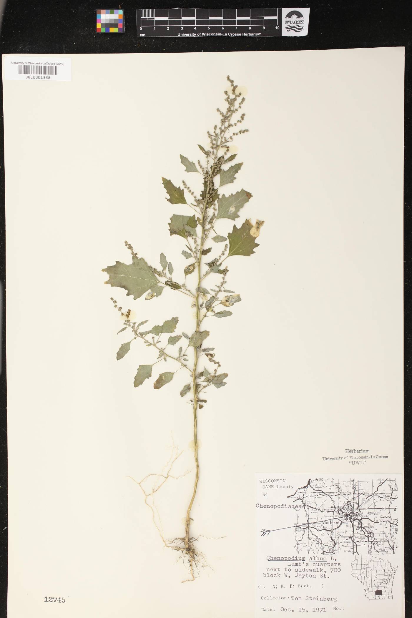 Chenopodium album image