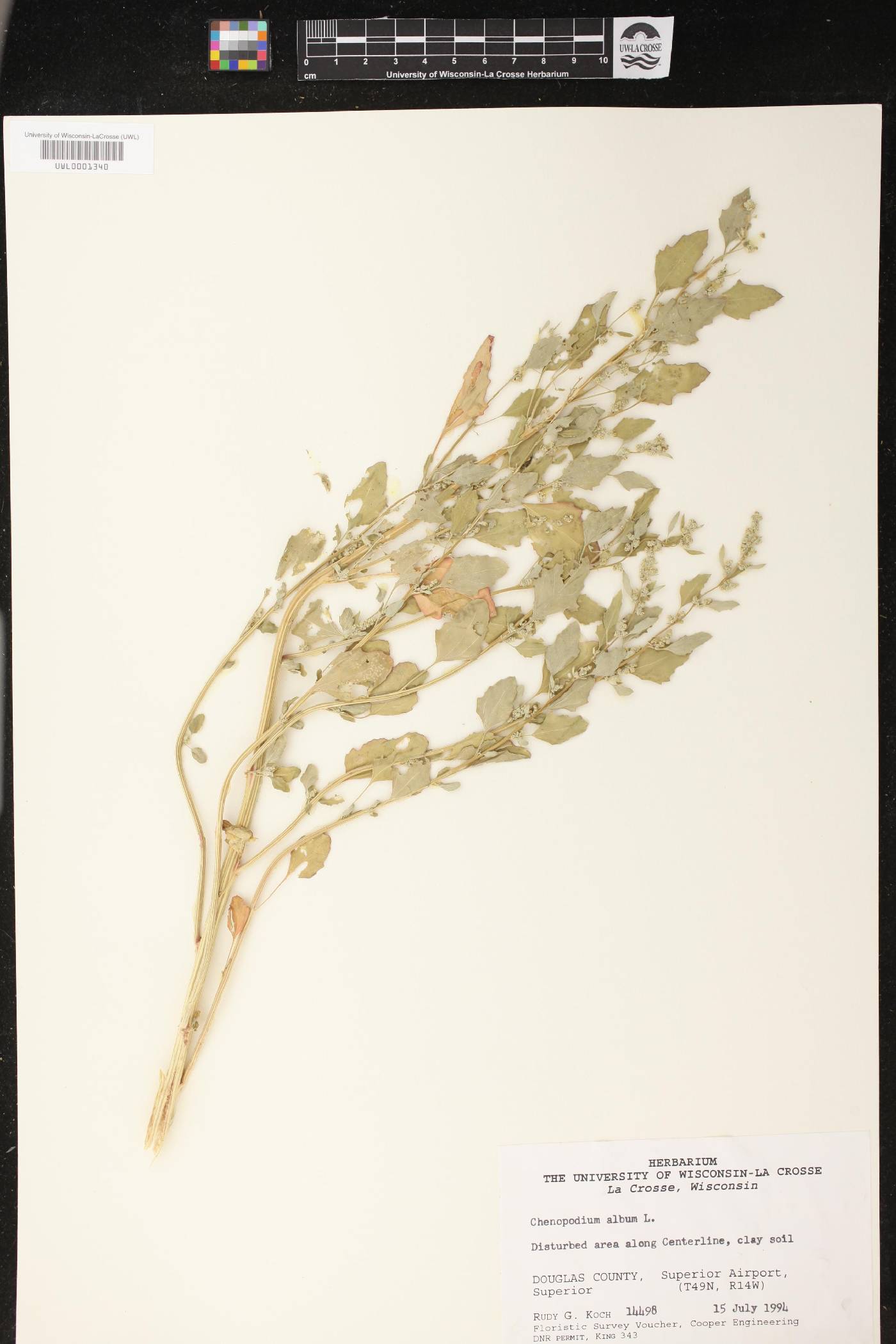 Chenopodium album image