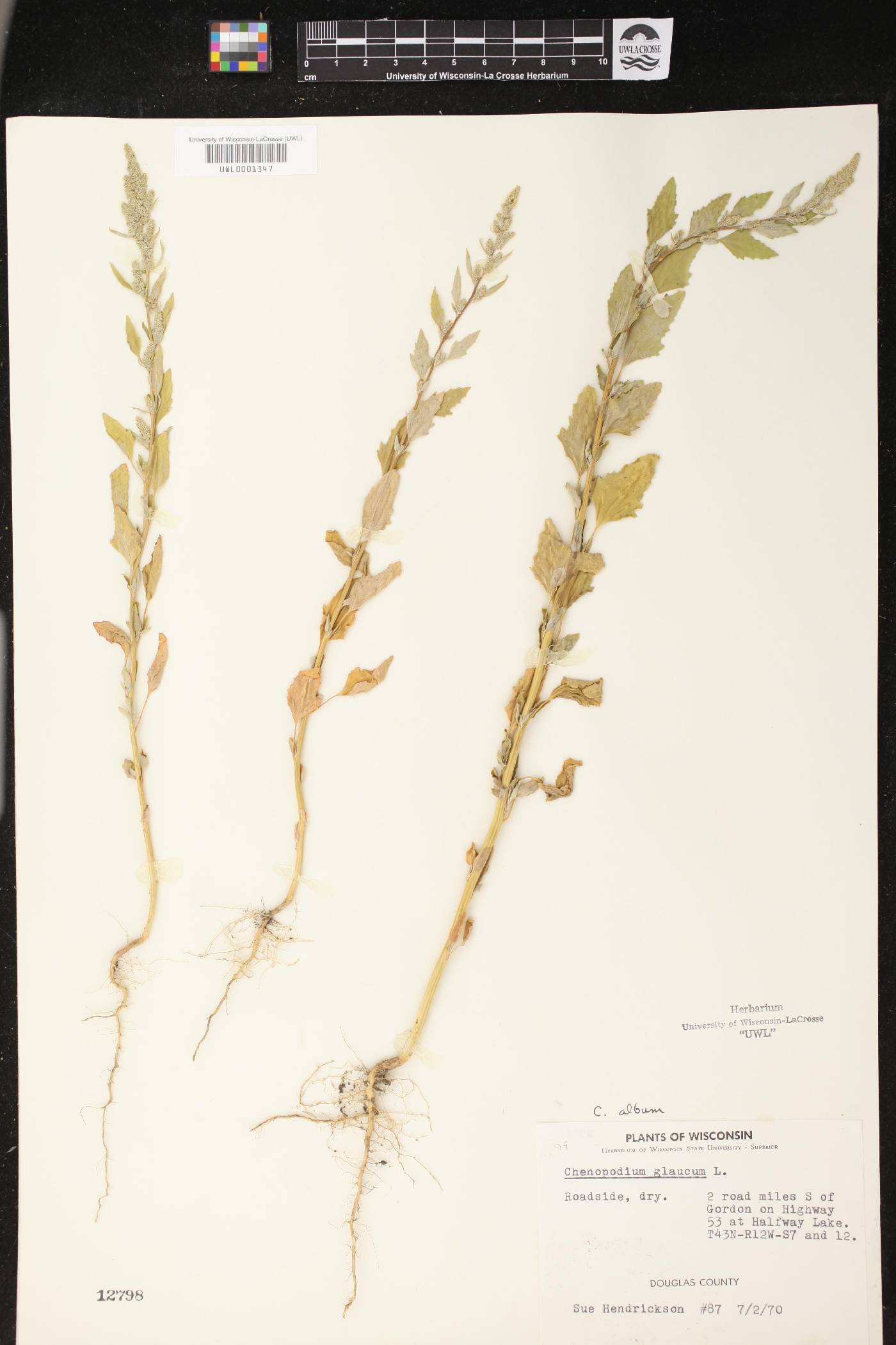 Chenopodium album image