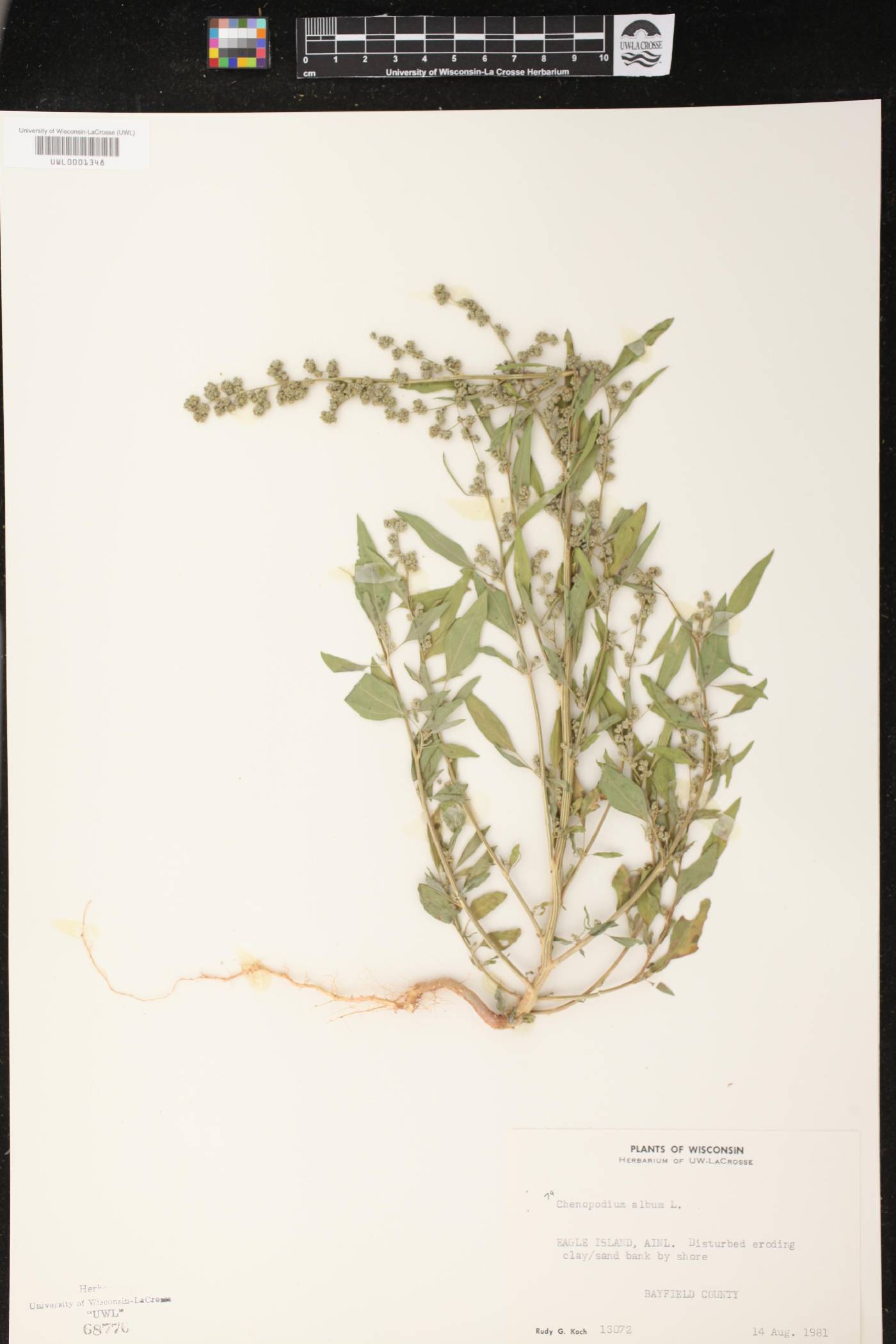 Chenopodium album image