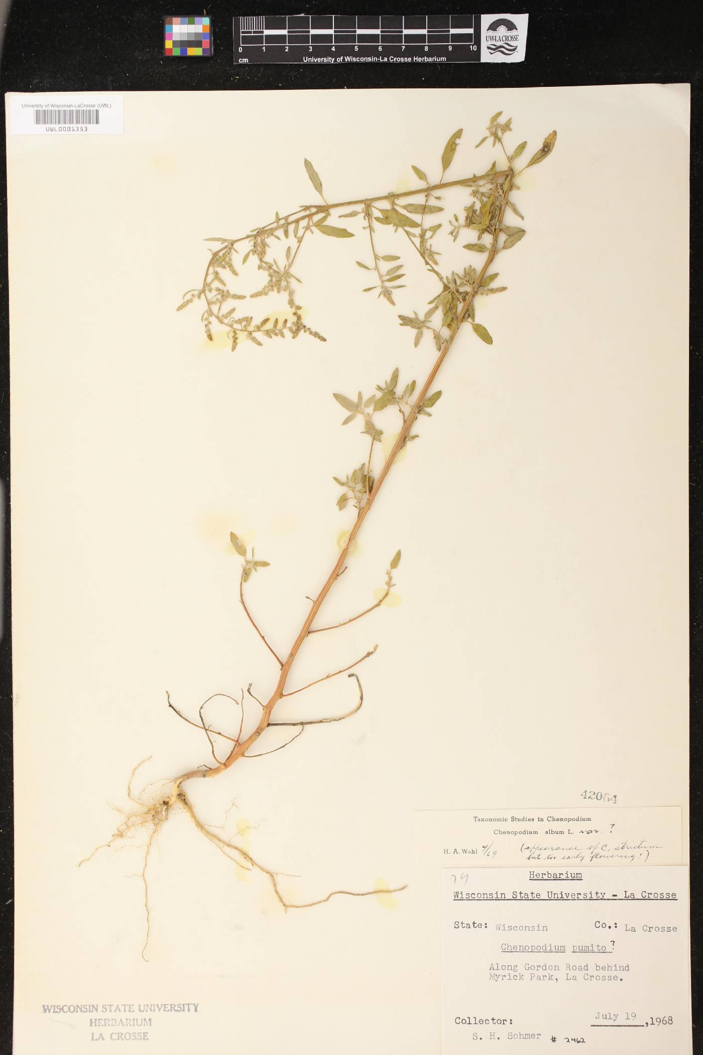 Chenopodium album image