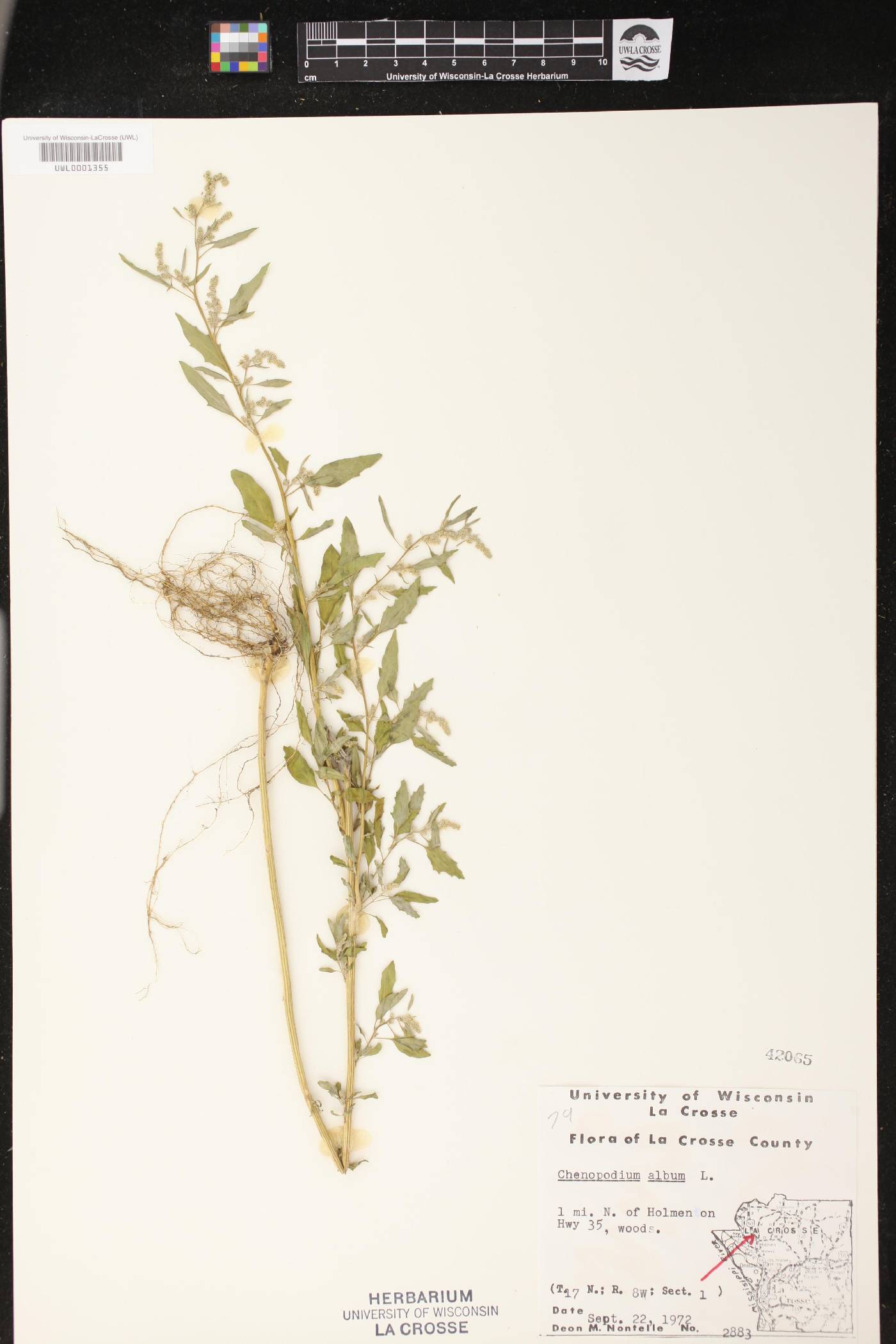 Chenopodium album image