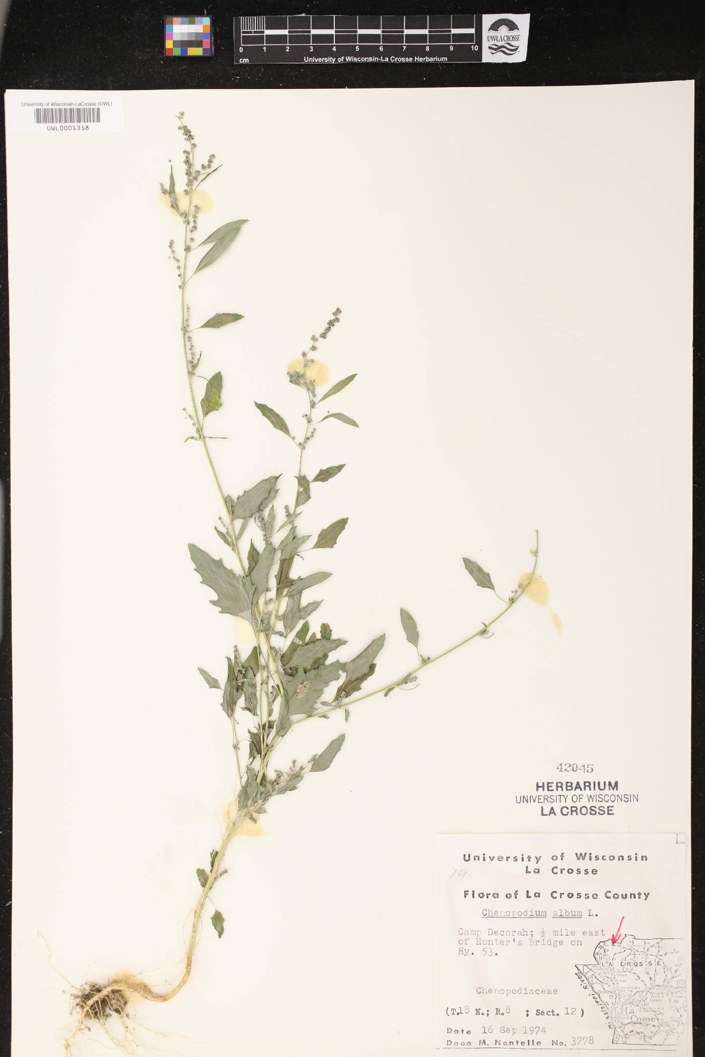 Chenopodium album image
