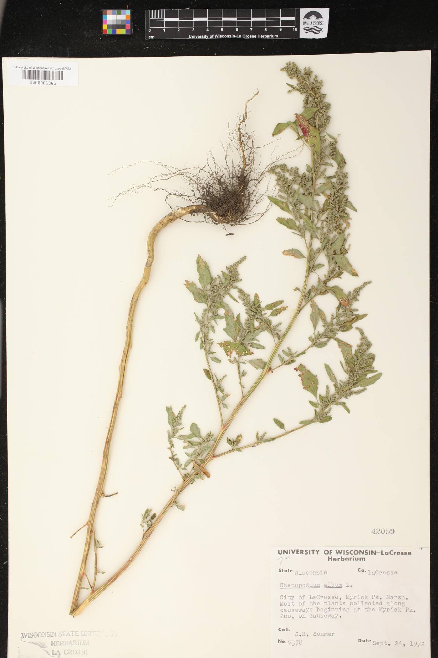 Chenopodium album image