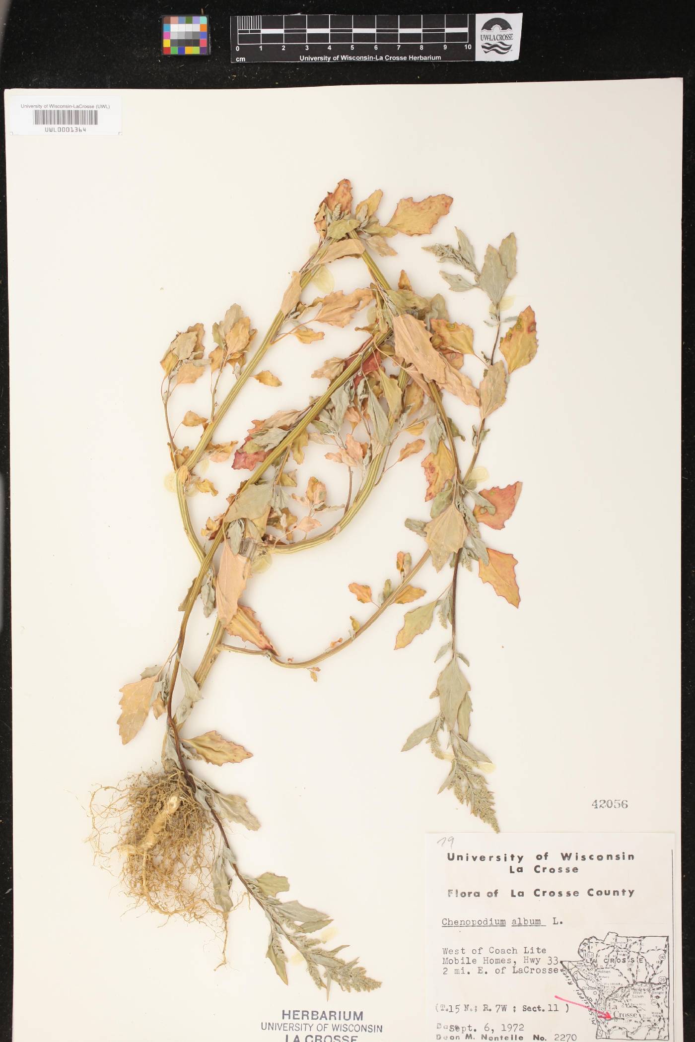 Chenopodium album image
