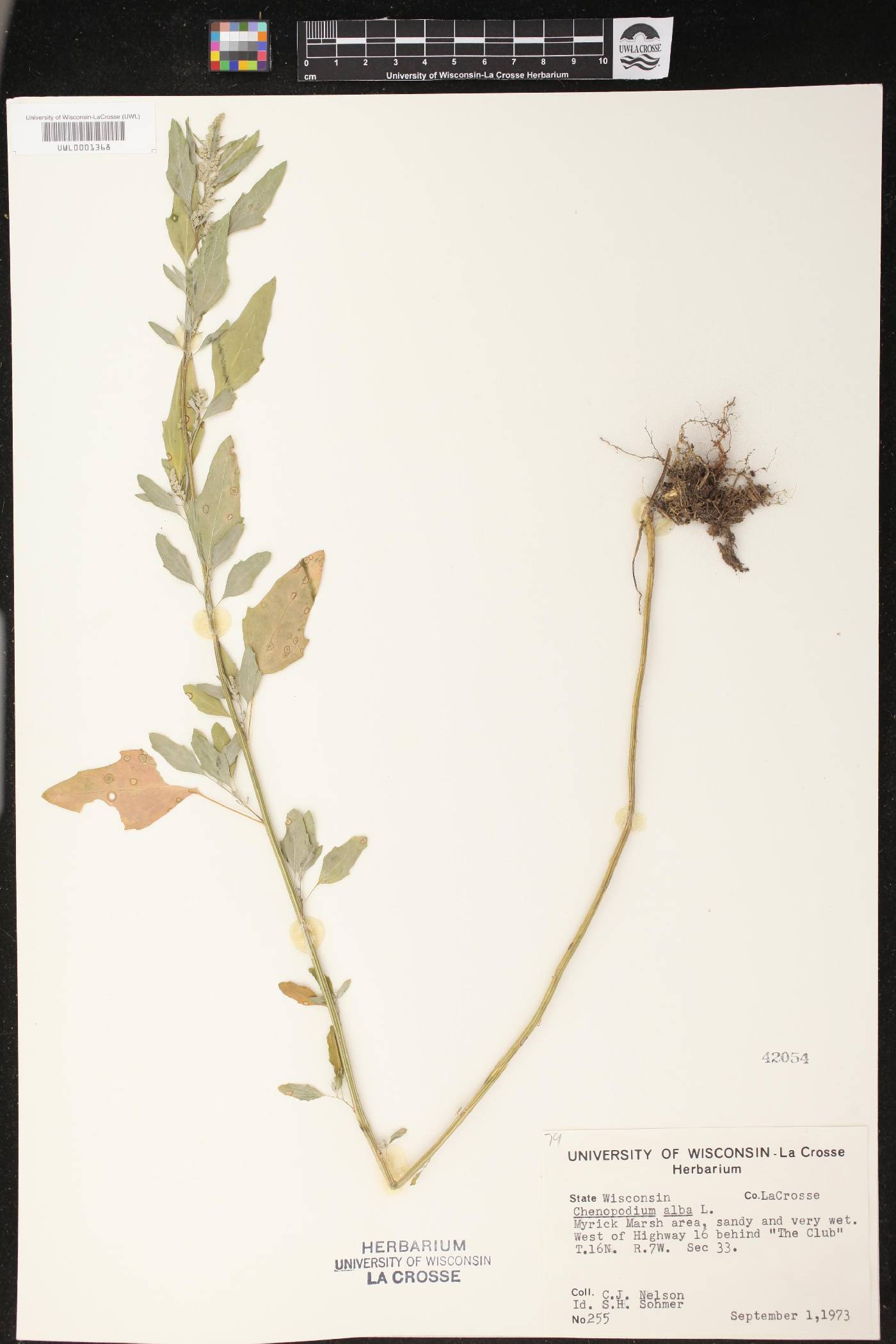 Chenopodium album image