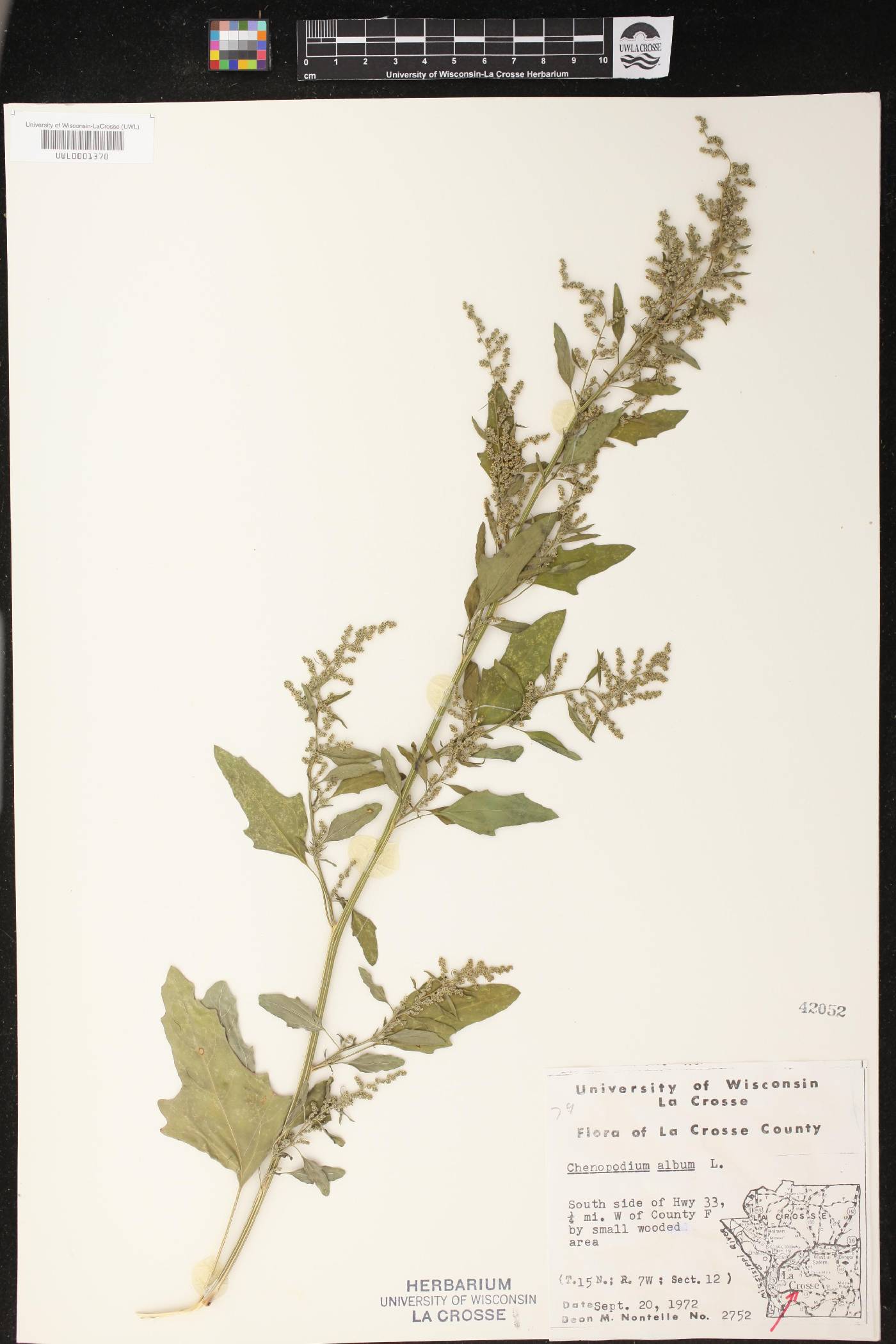 Chenopodium album image