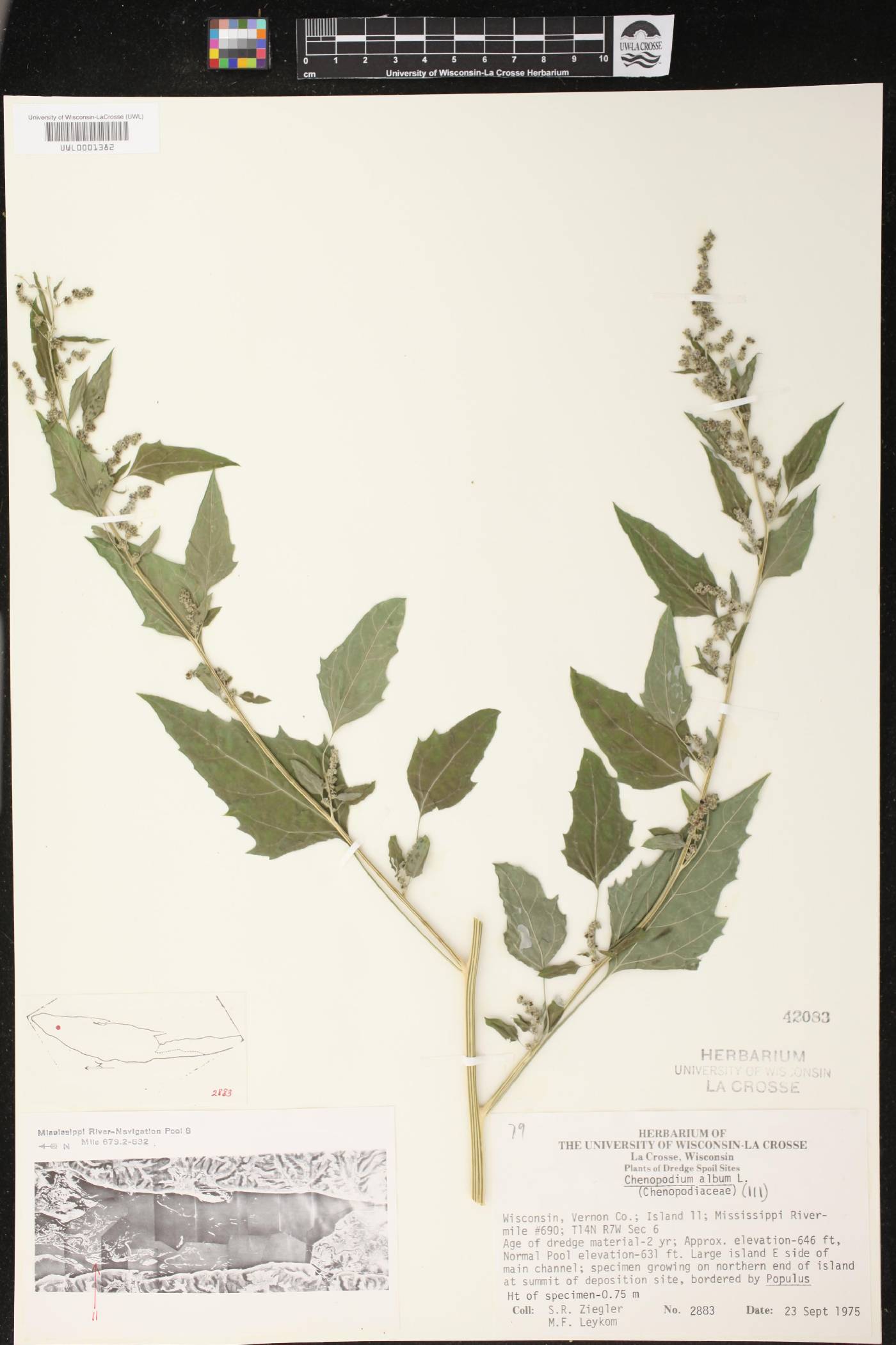 Chenopodium album image