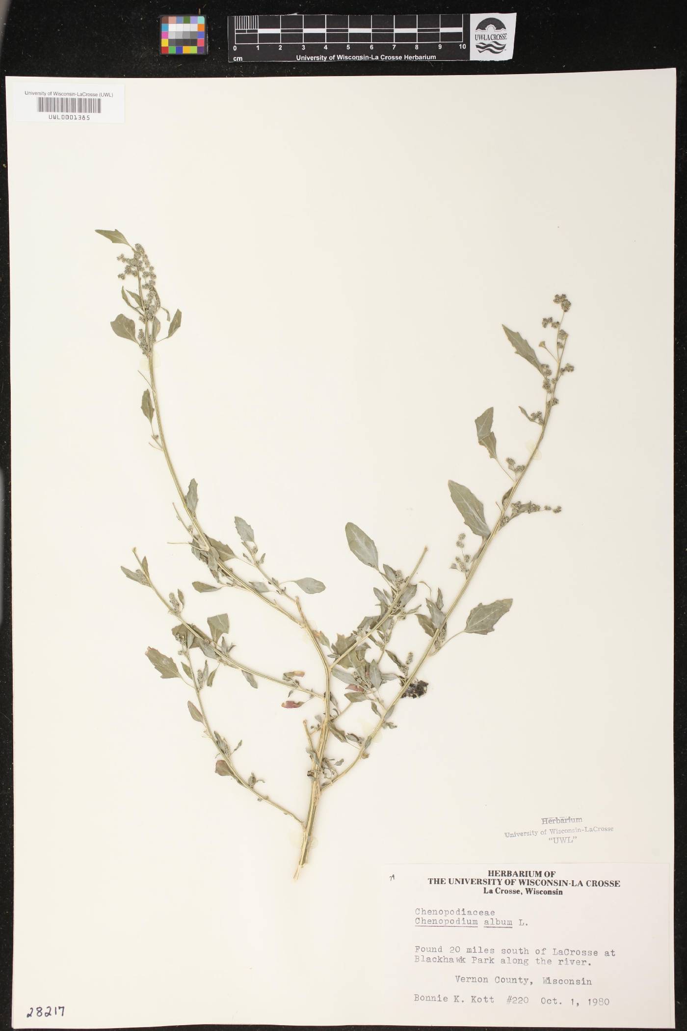 Chenopodium album image