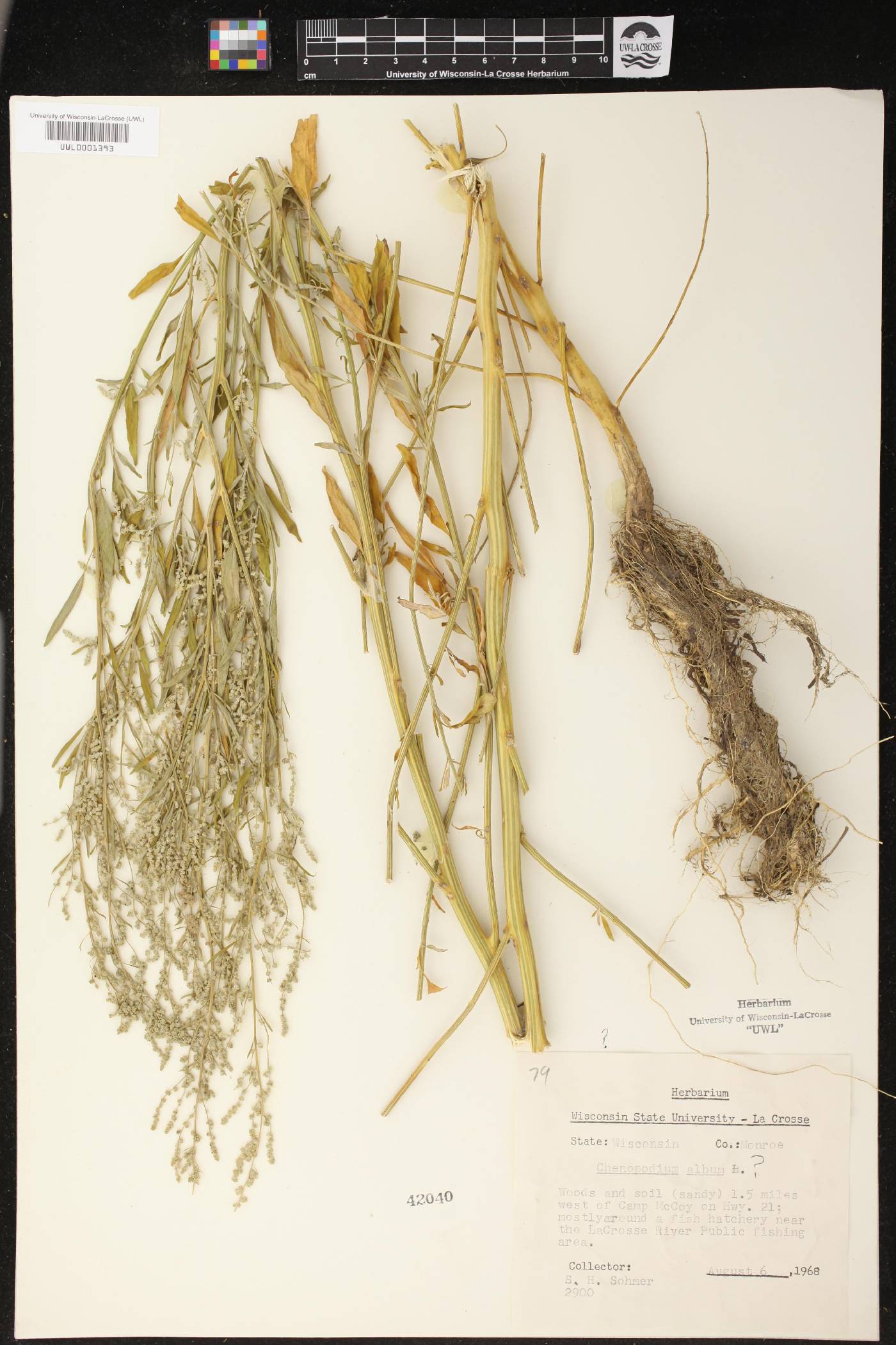 Chenopodium album image