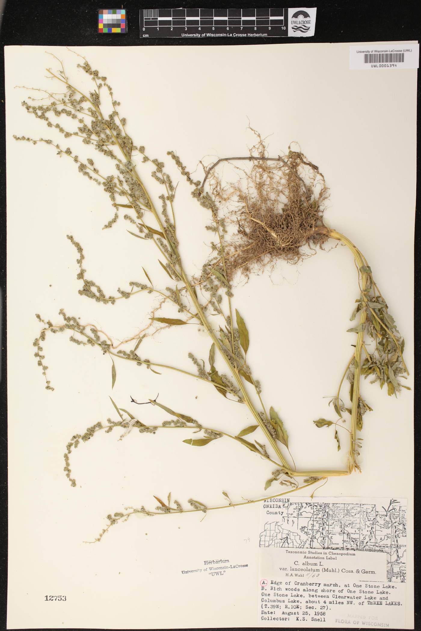 Chenopodium album image
