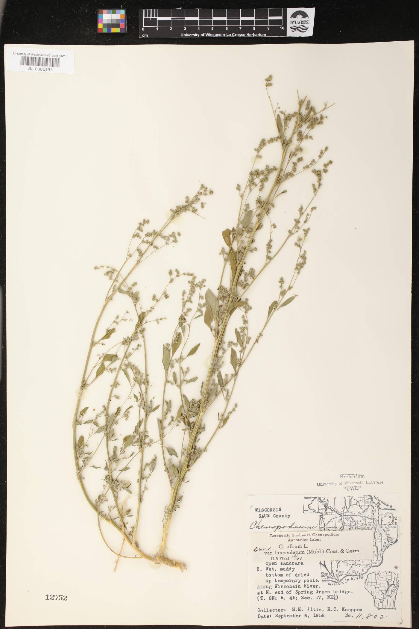 Chenopodium album image
