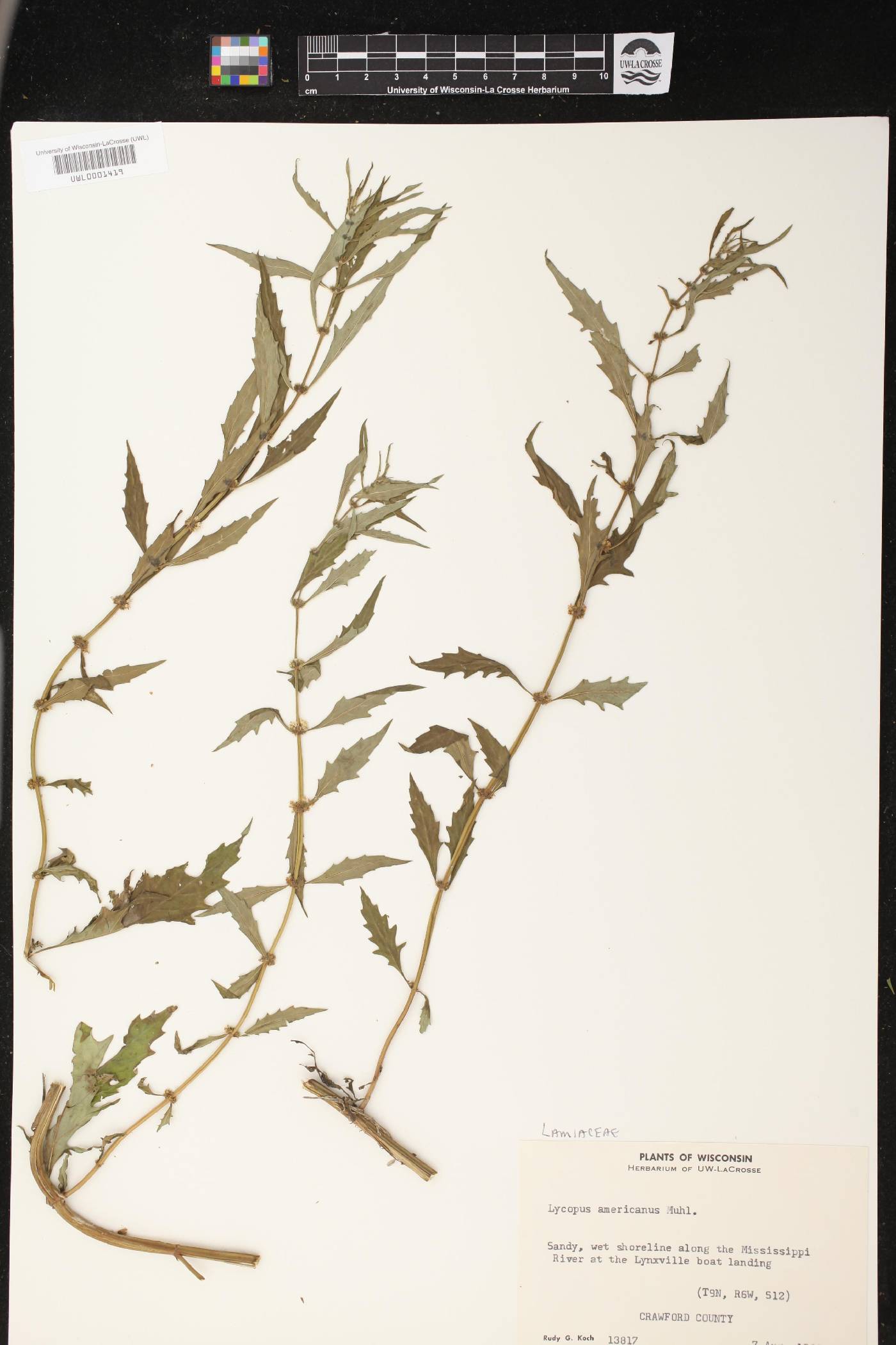 Lycopus americanus image