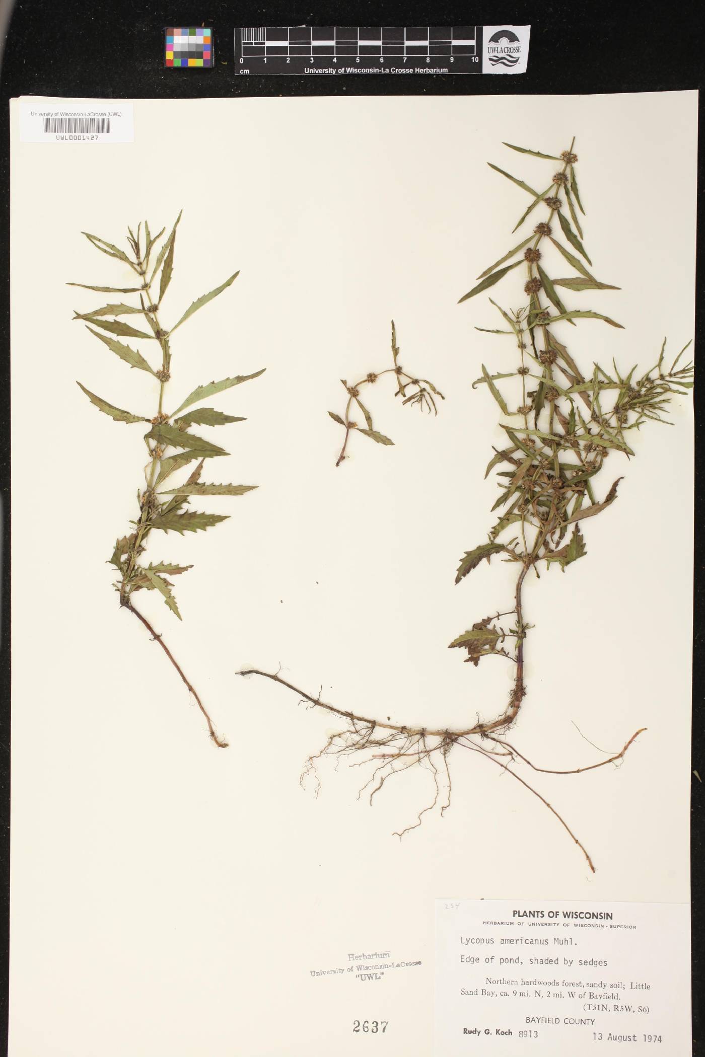 Lycopus americanus image
