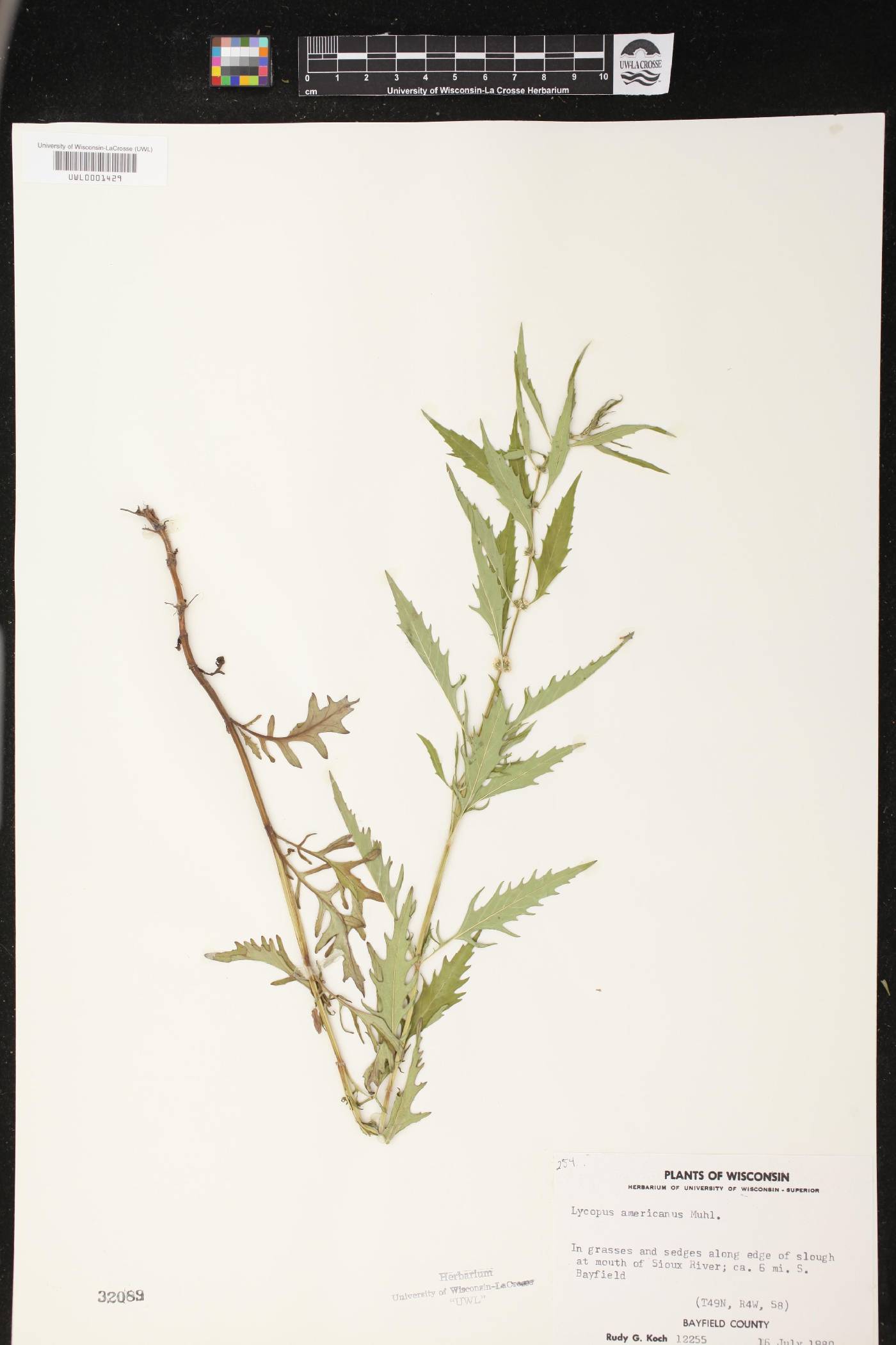 Lycopus americanus image