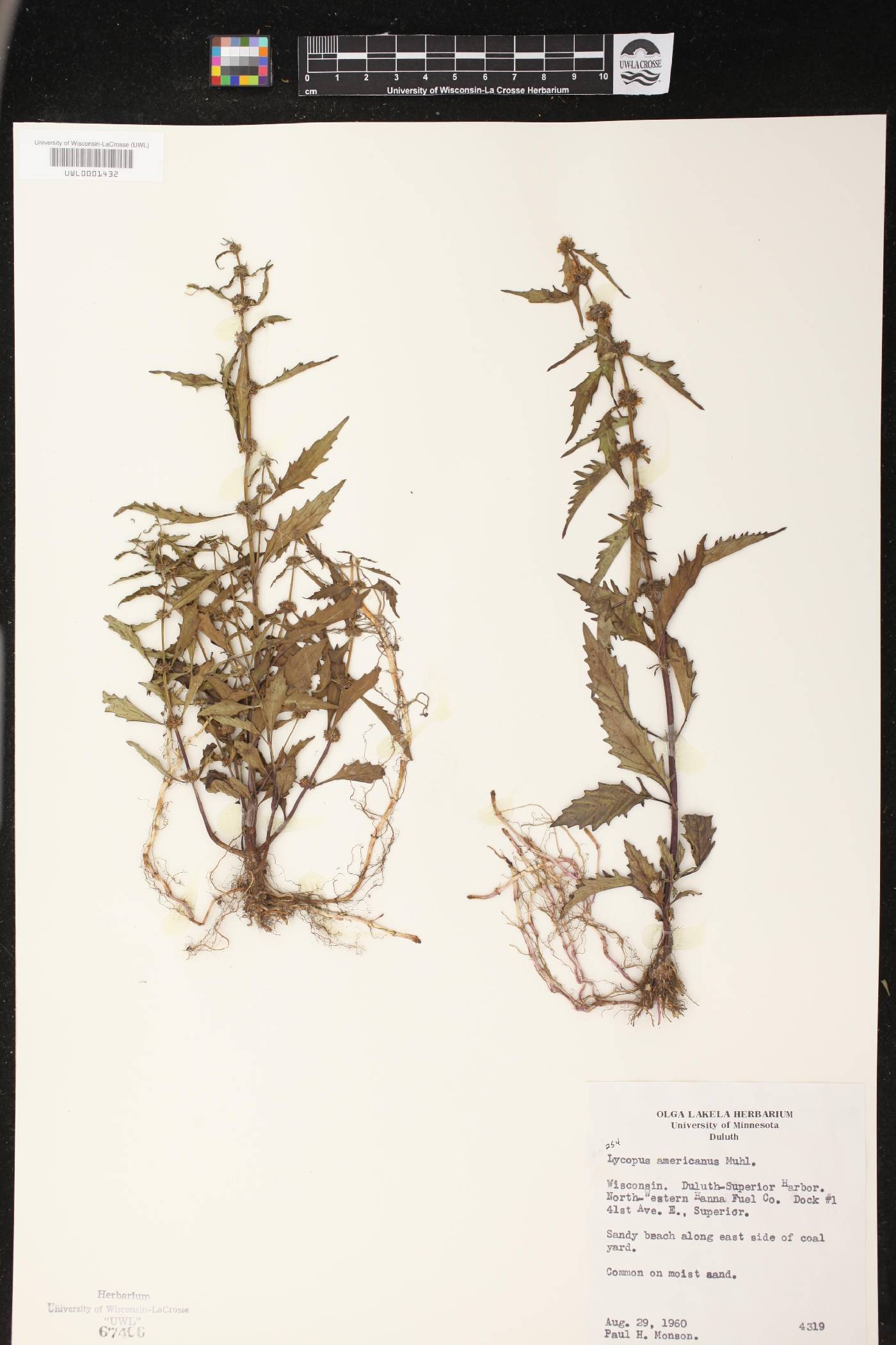 Lycopus americanus image