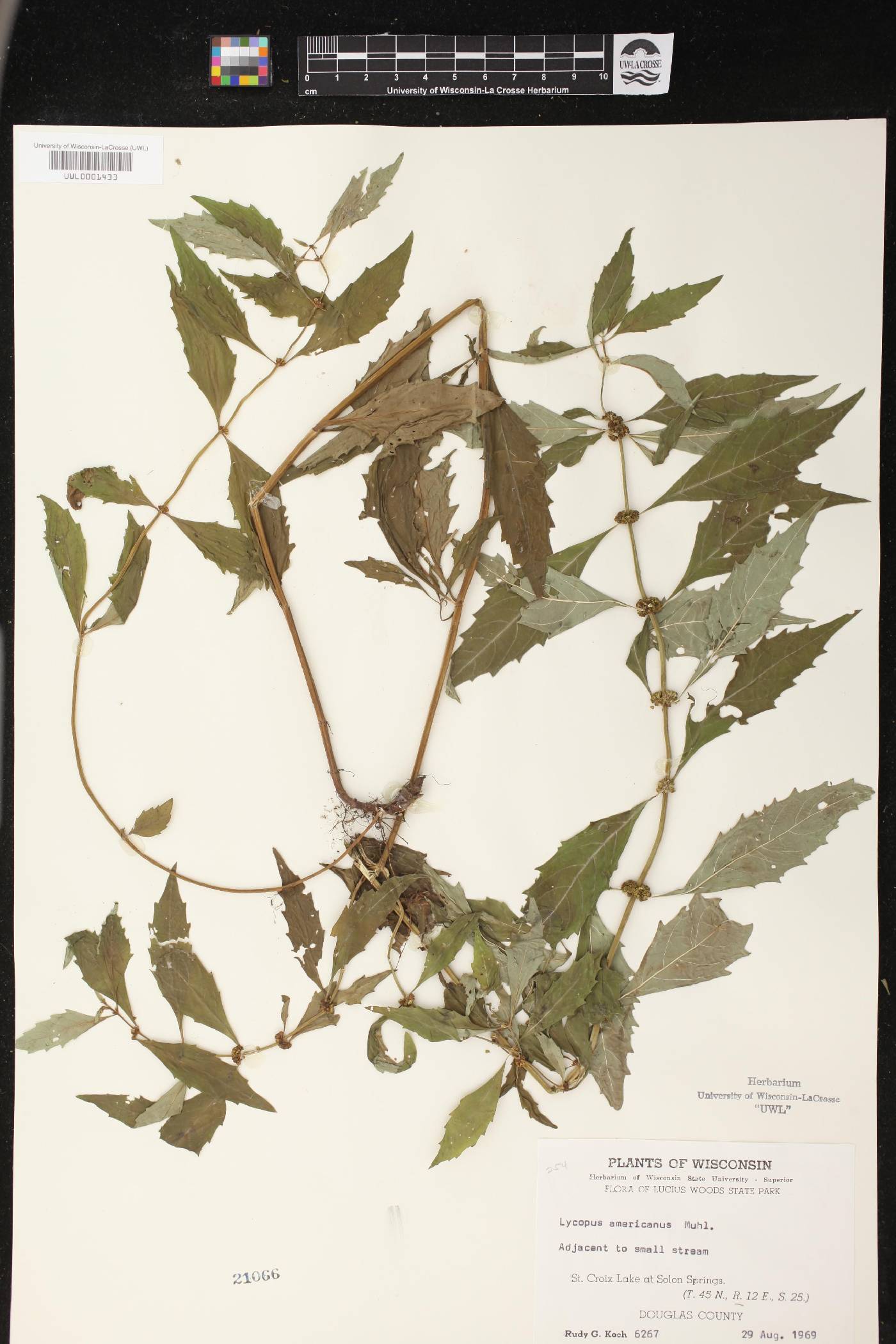 Lycopus americanus image