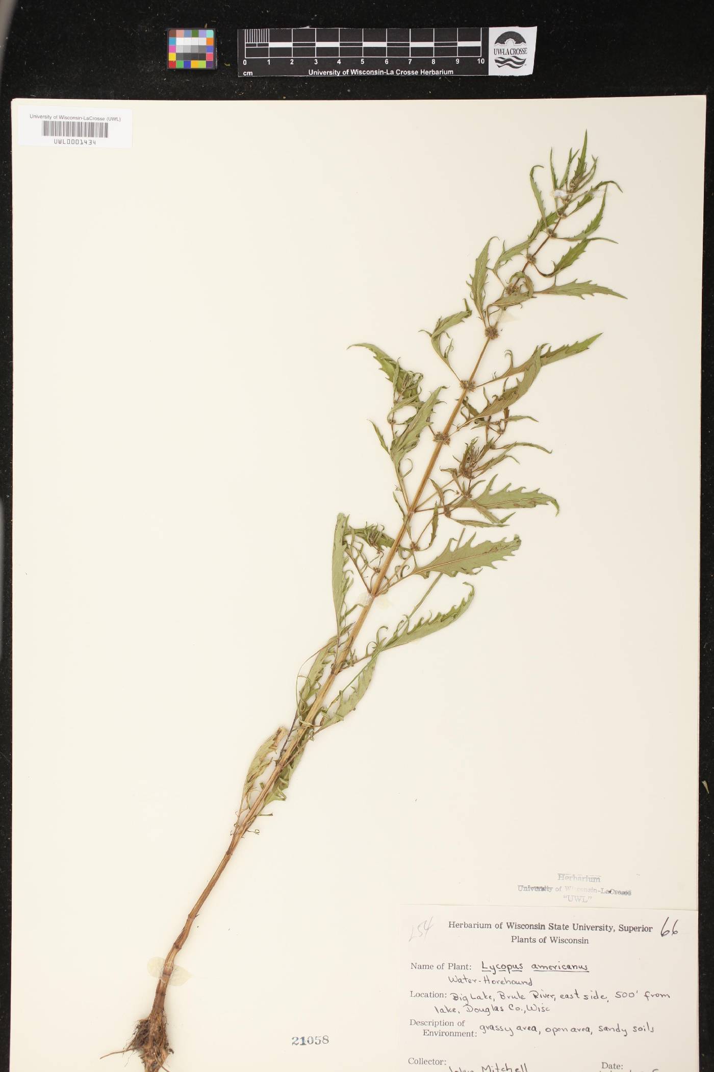 Lycopus americanus image