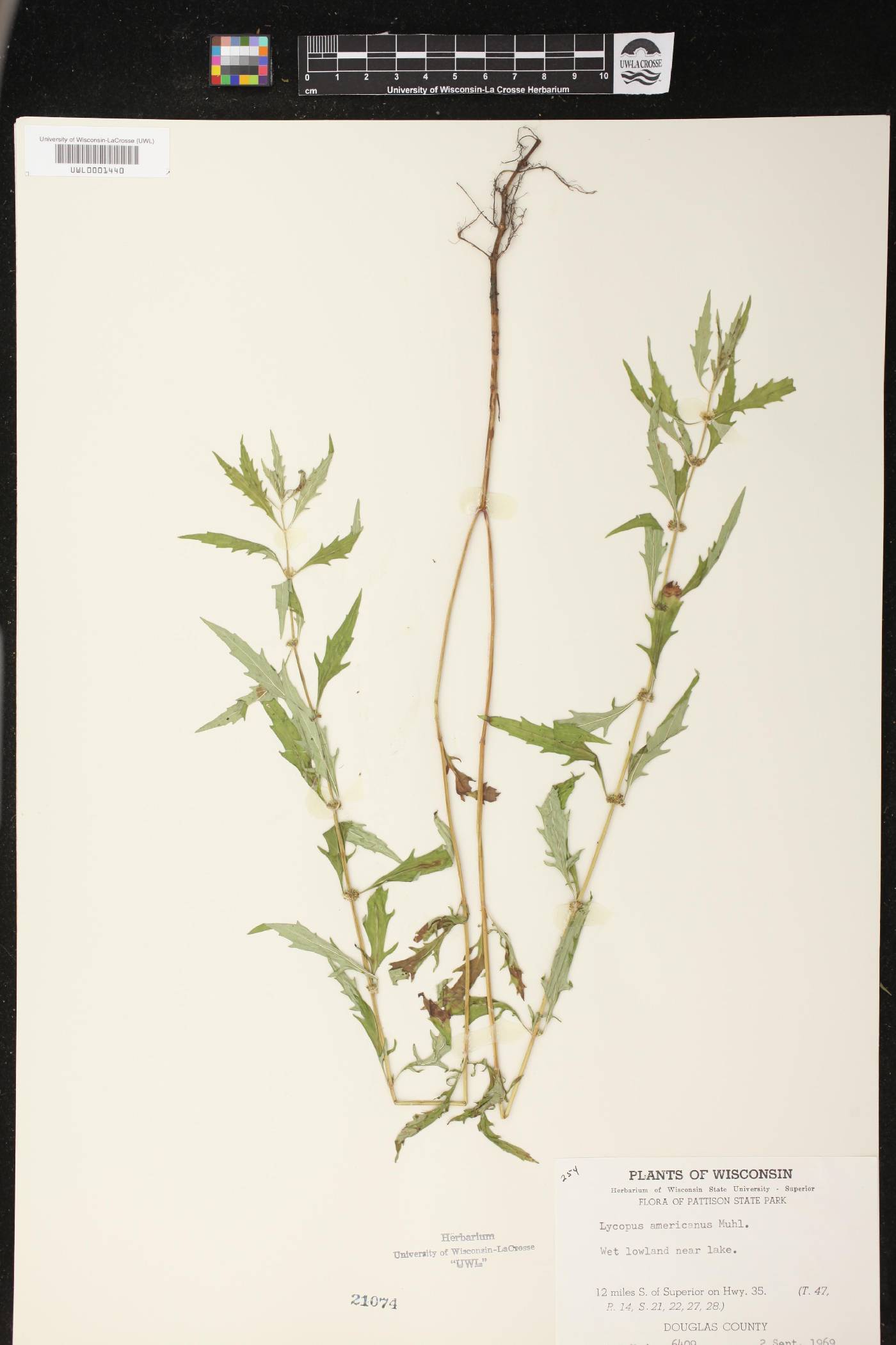 Lycopus americanus image