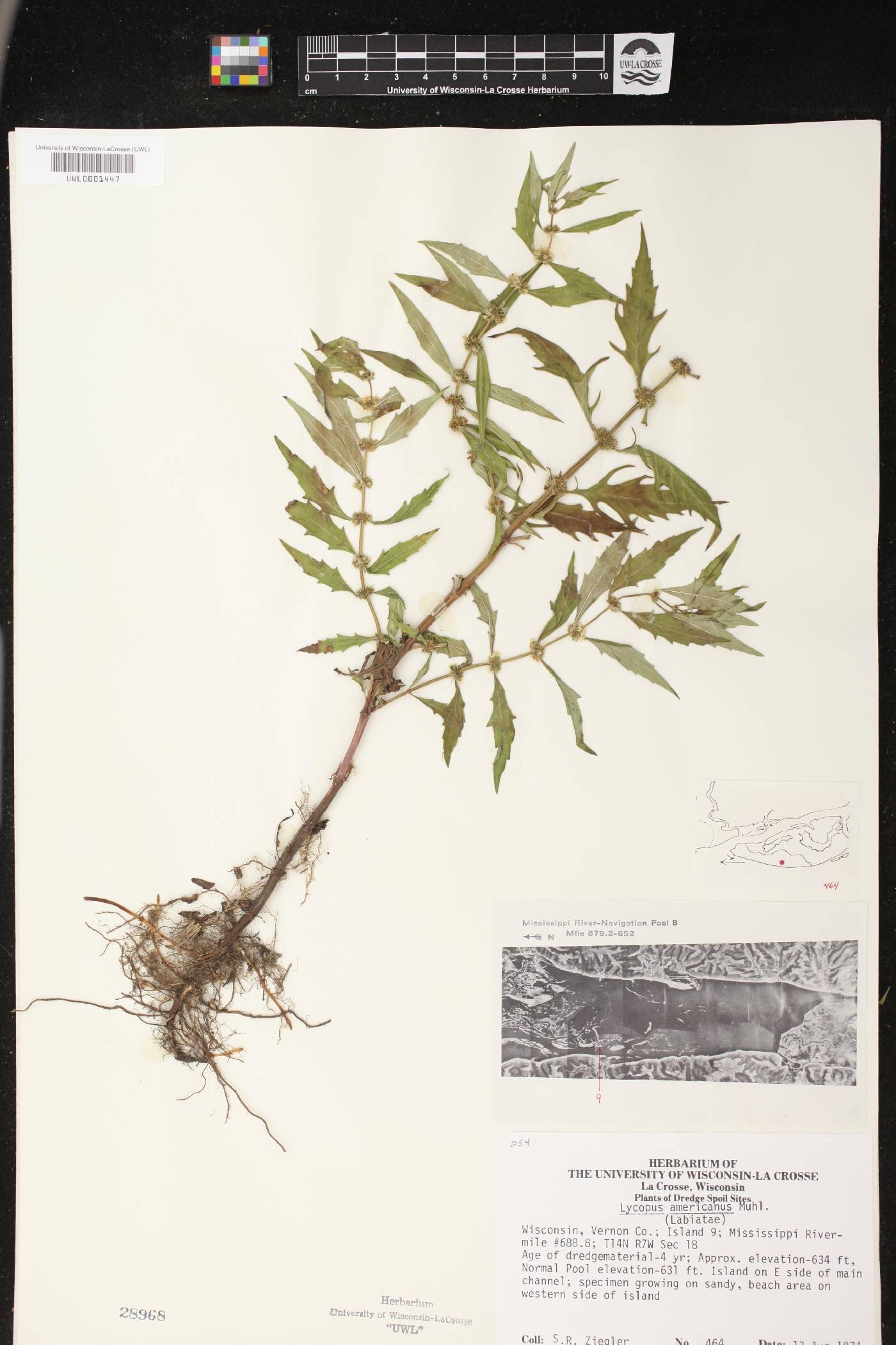Lycopus americanus image