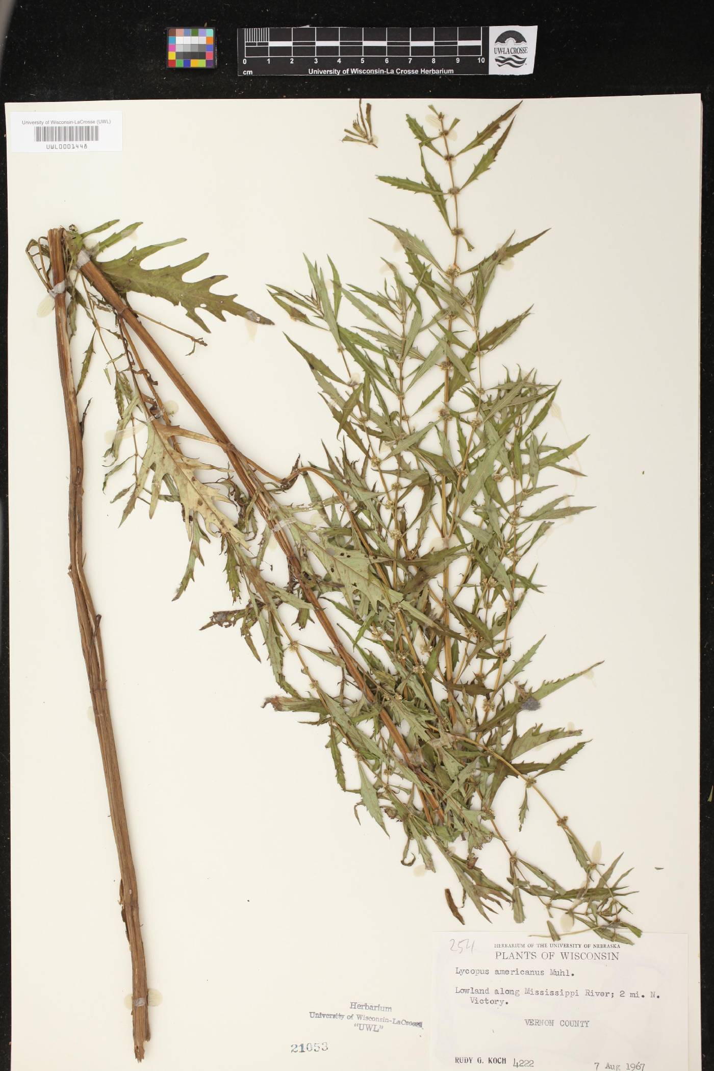 Lycopus americanus image