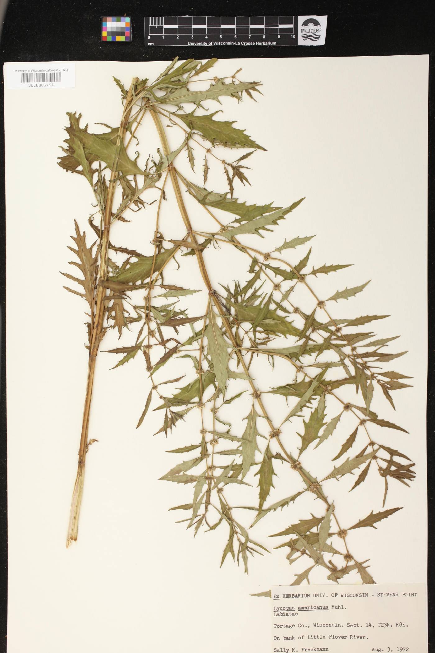 Lycopus americanus image