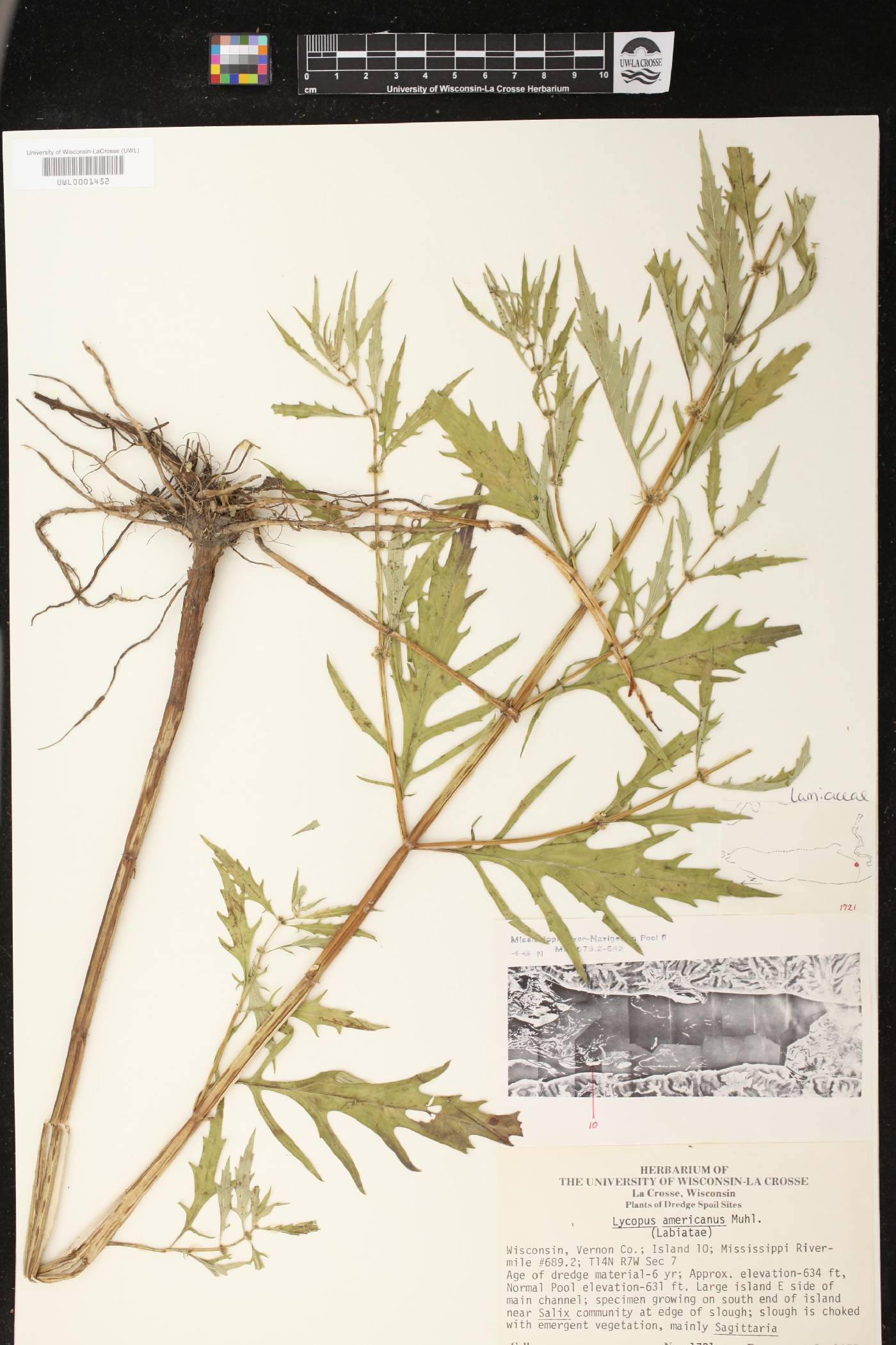 Lycopus americanus image