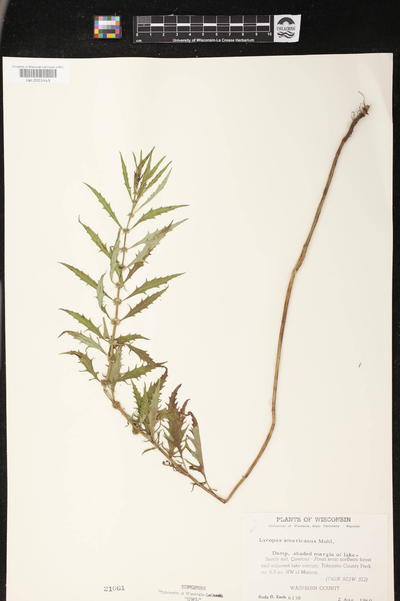 Lycopus americanus image