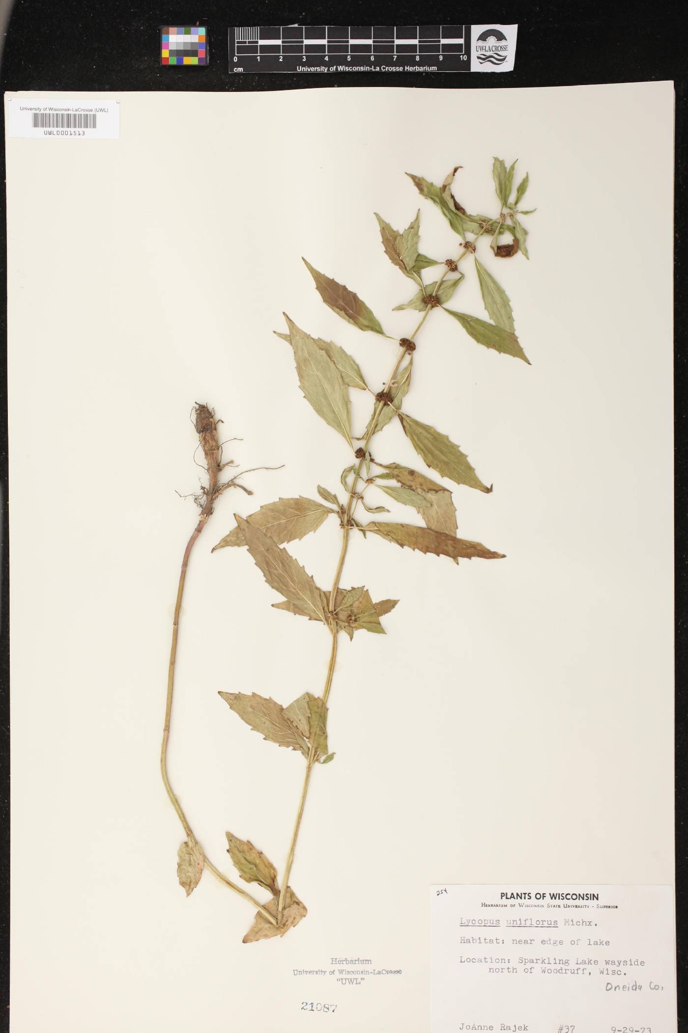 Lycopus uniflorus image