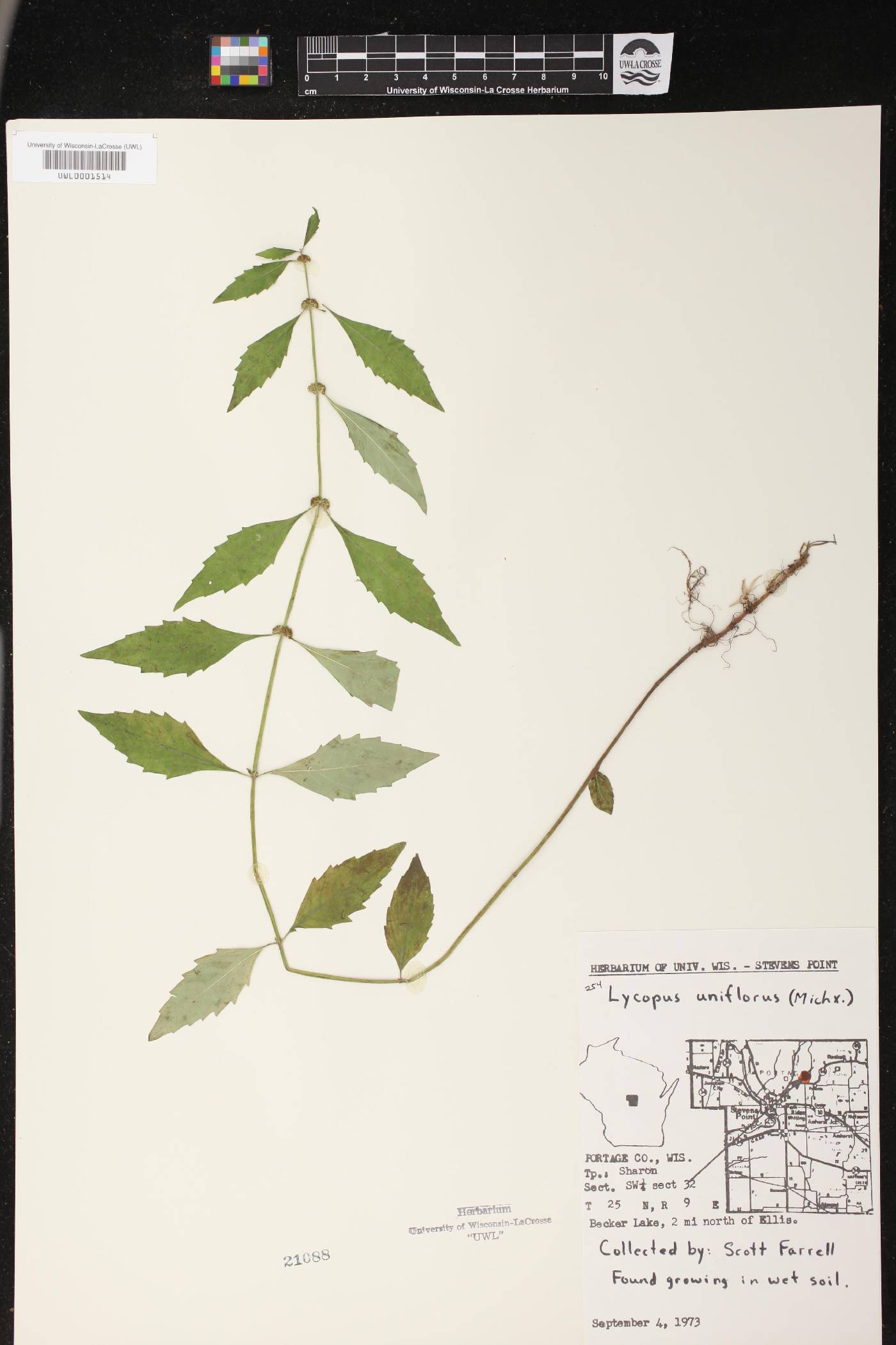 Lycopus uniflorus image