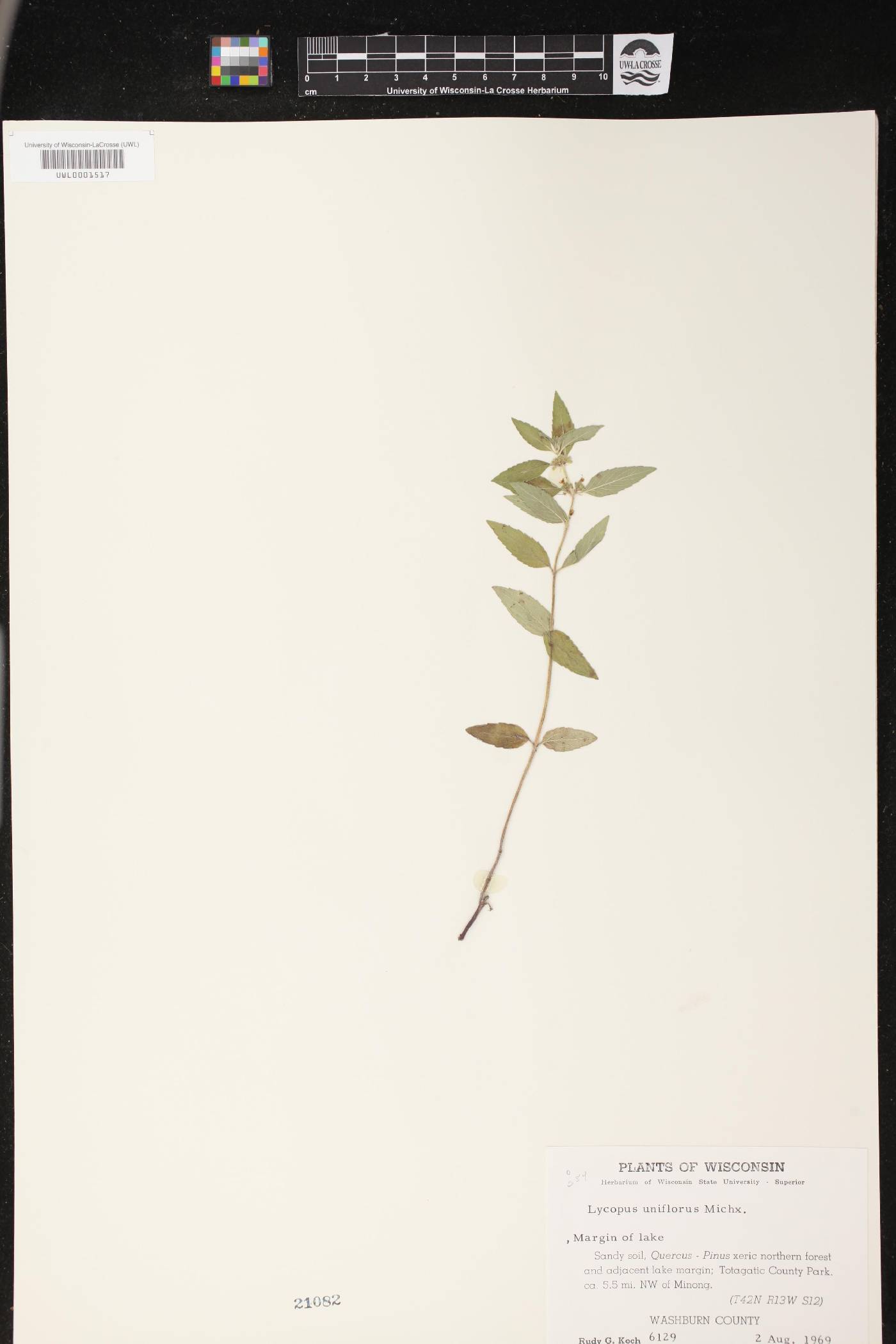 Lycopus uniflorus image