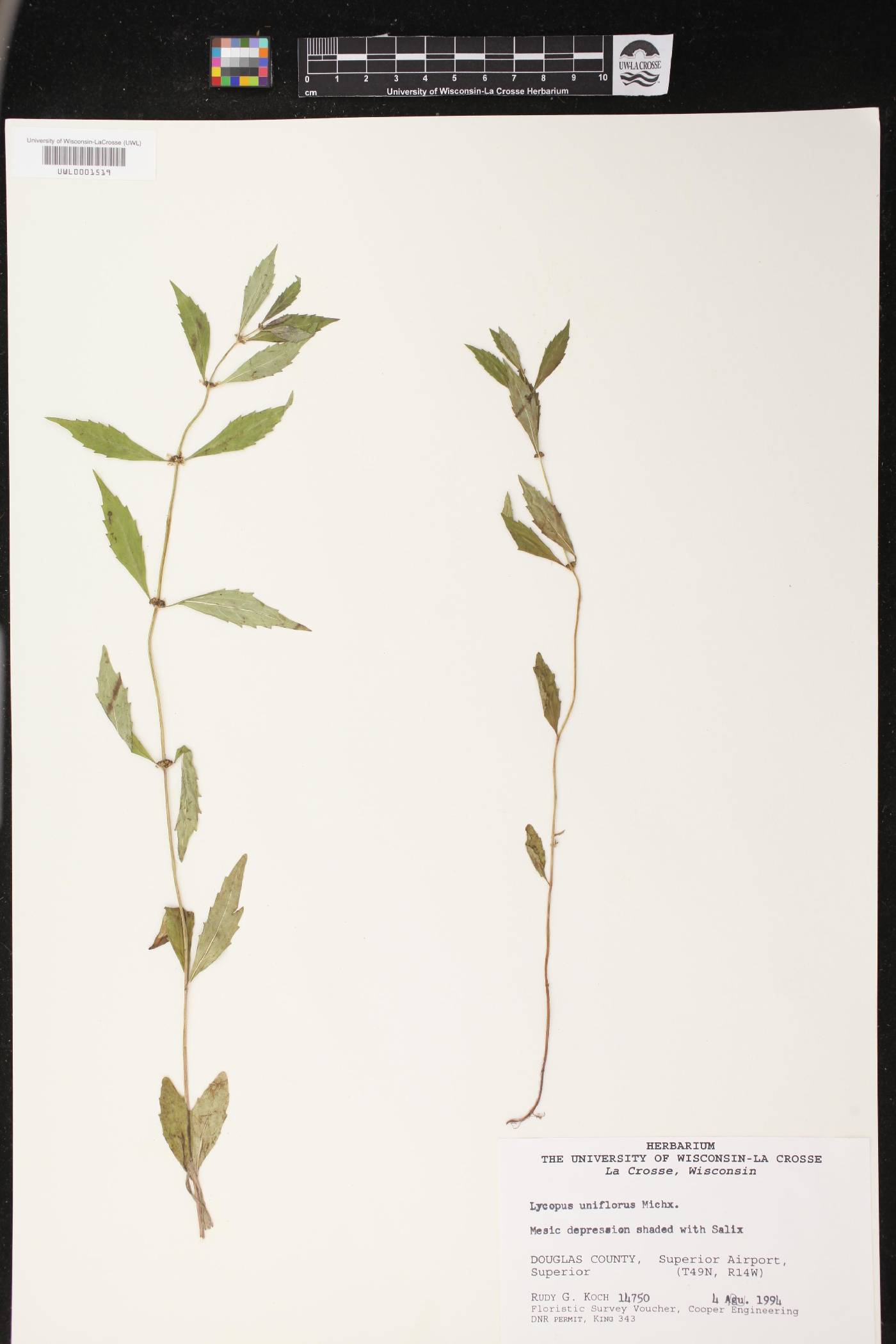 Lycopus uniflorus image