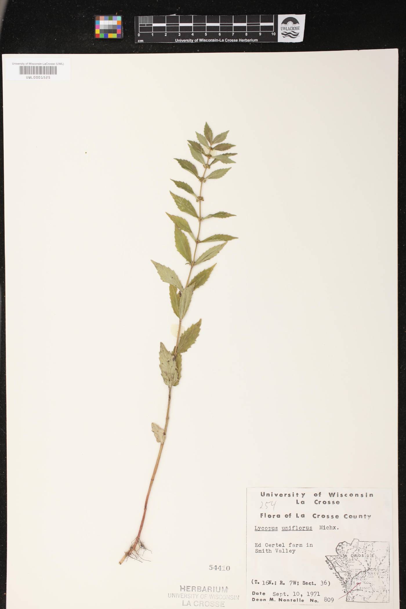 Lycopus uniflorus image