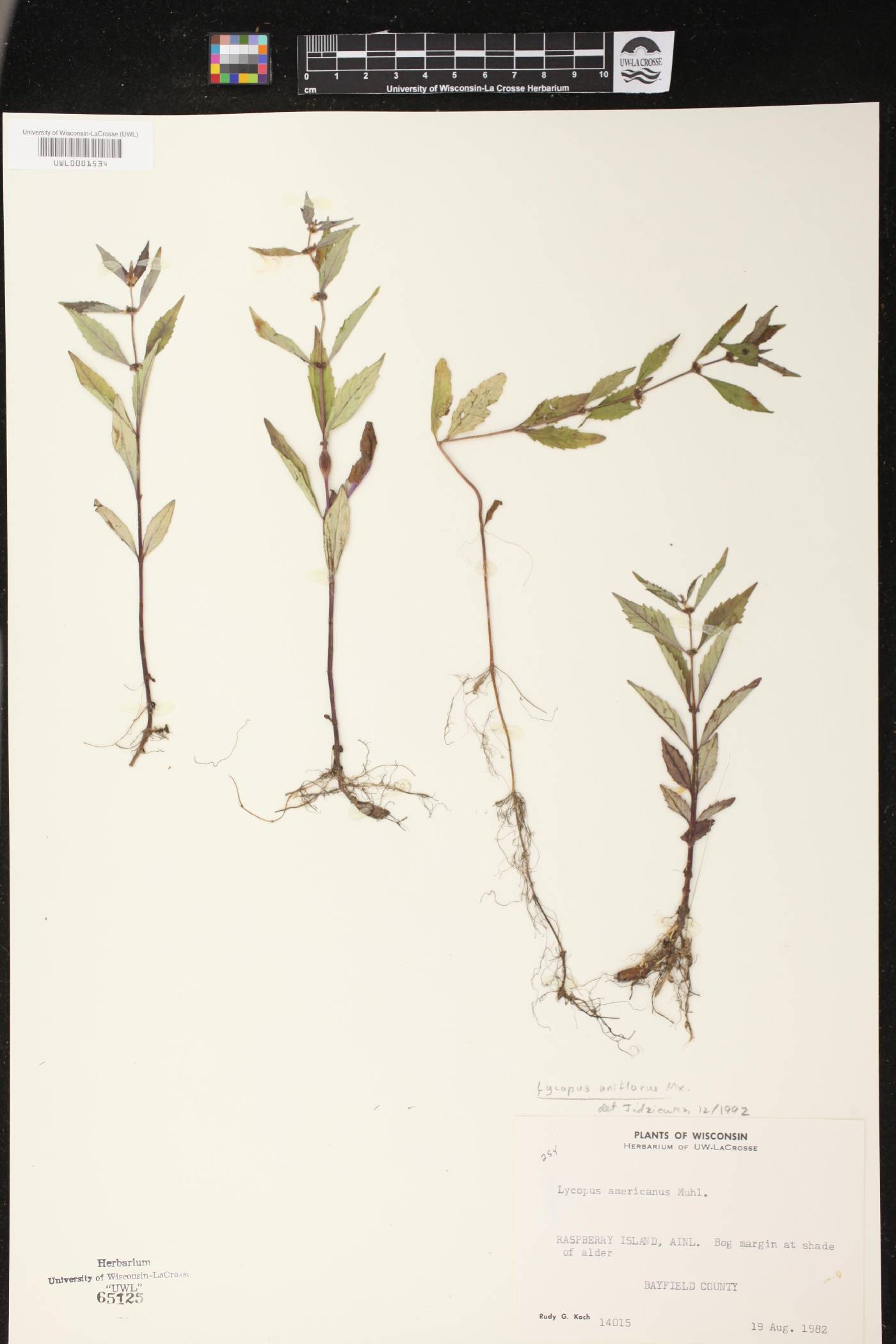 Lycopus uniflorus image