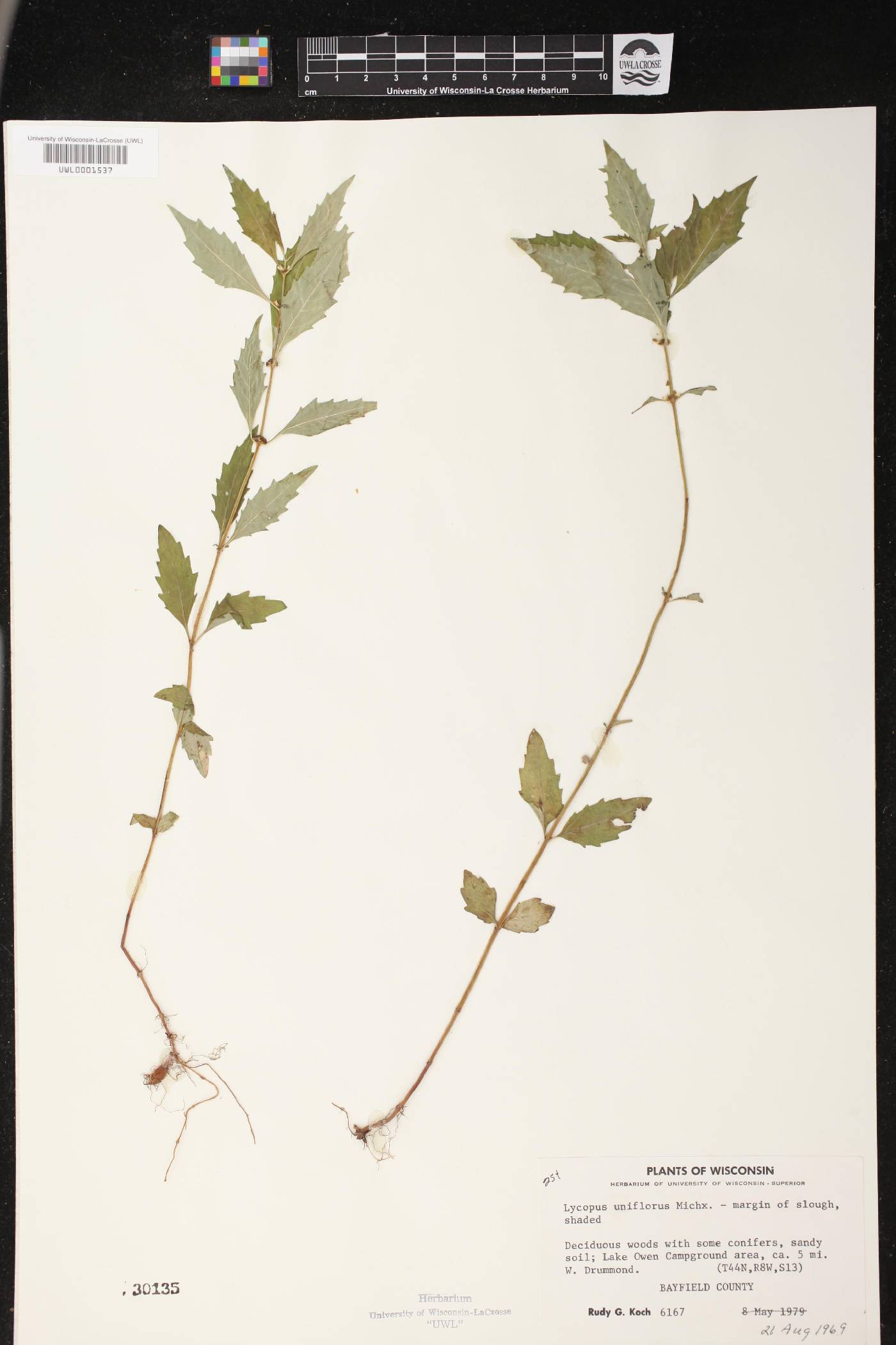 Lycopus uniflorus image