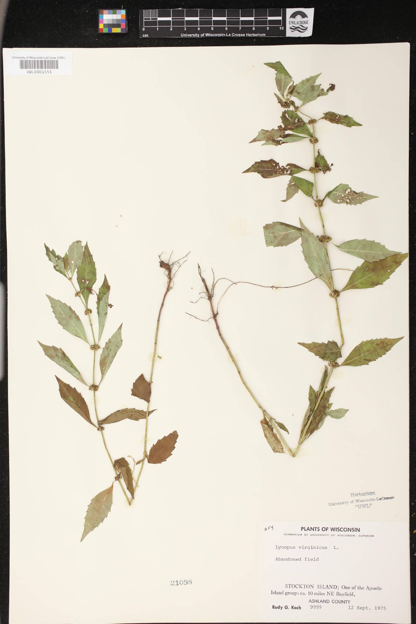 Lycopus virginicus image