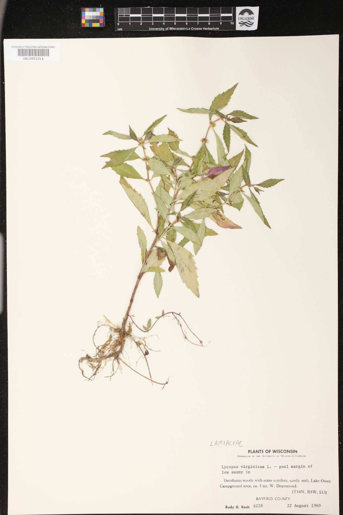 Lycopus virginicus image