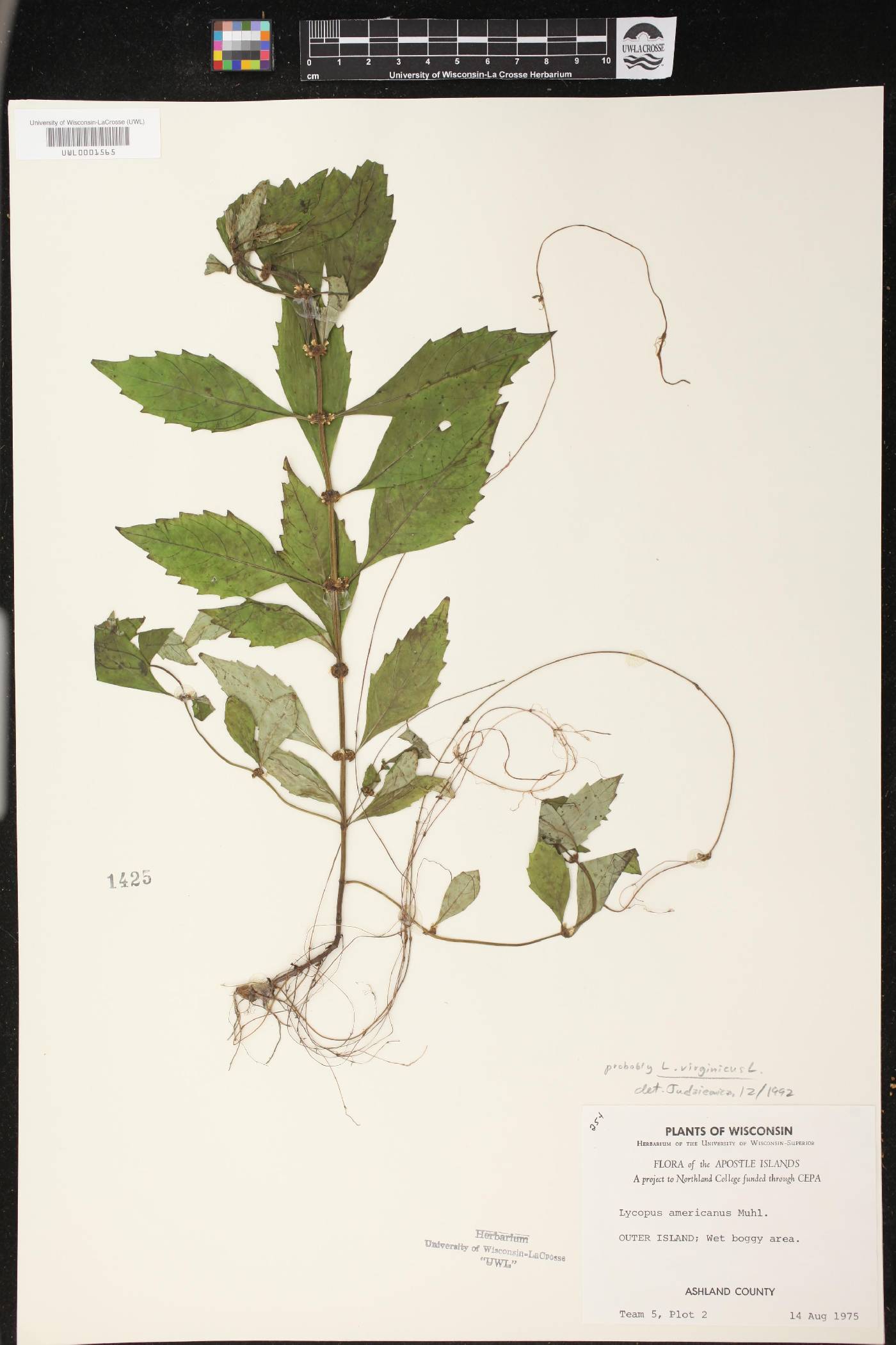 Lycopus virginicus image